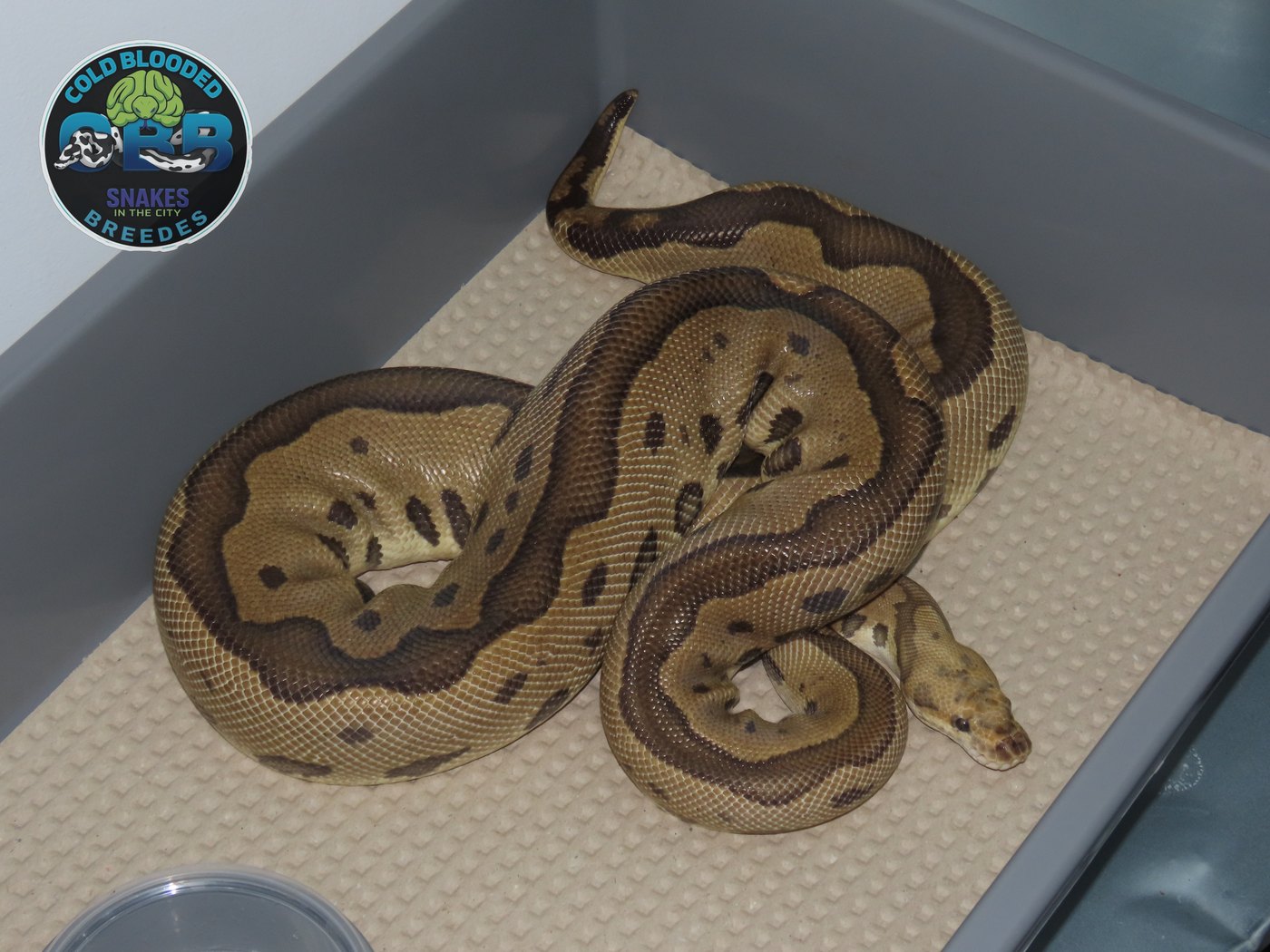 Vanilla Leopard Clown 0.1
