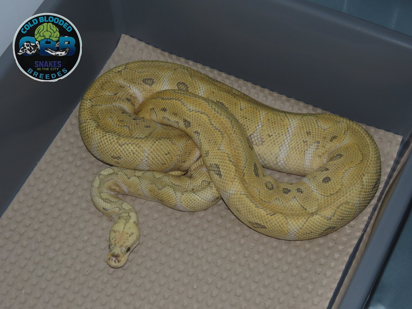 Super Pastel GHI Special Clown 0.1