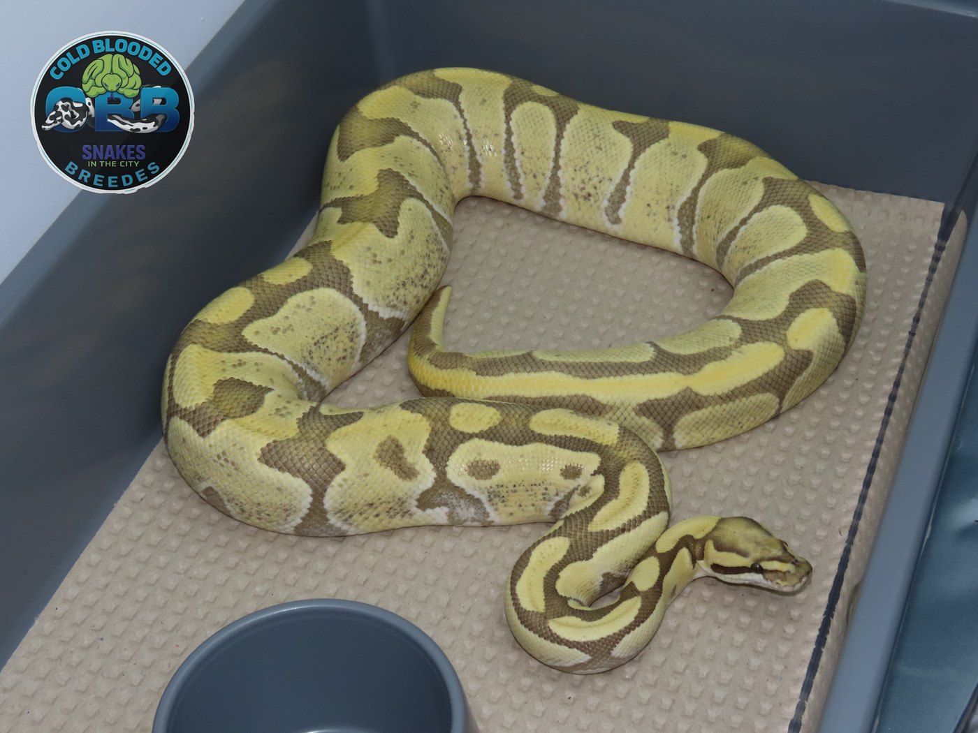Enchi Vanilla Desert Ghost 0.1