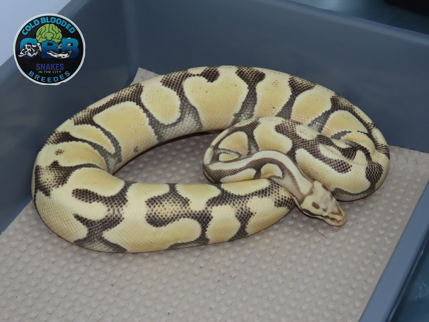 Pastel Enchi Special Desert Ghost 0.1