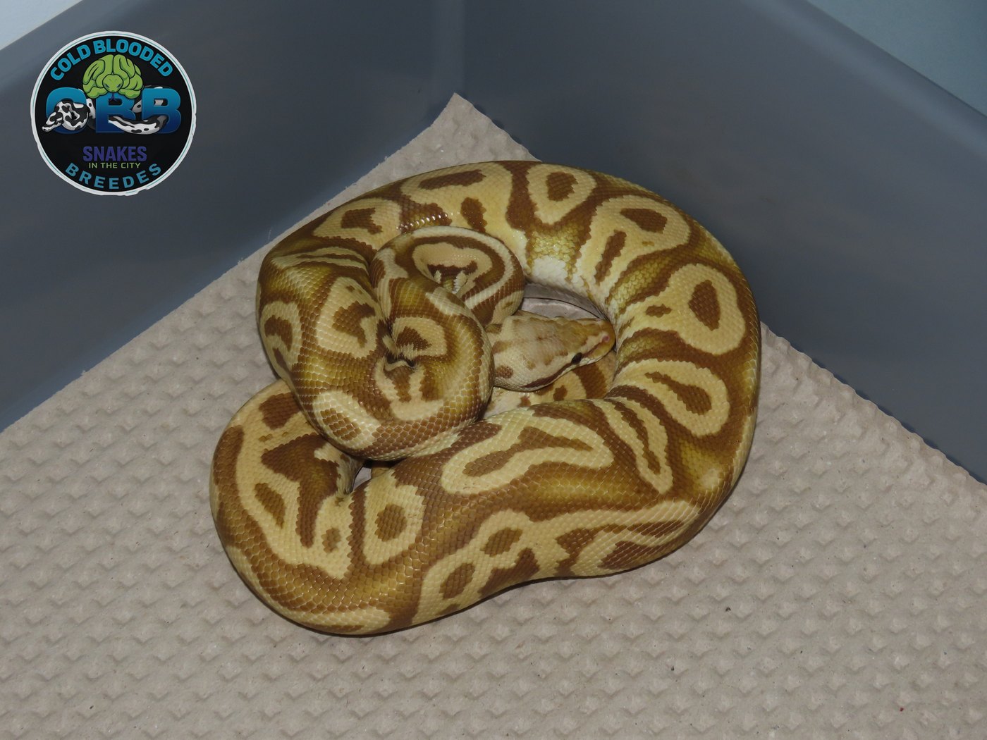 Pastel Leopard Ultramel het Clown 1.0