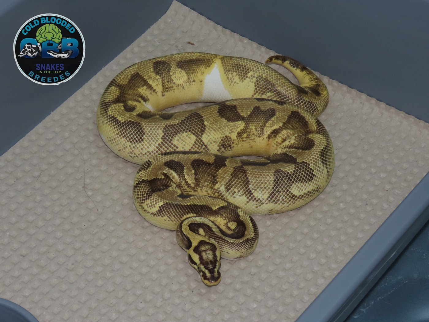 Pastel Enchi Vanilla Piebald 0.1