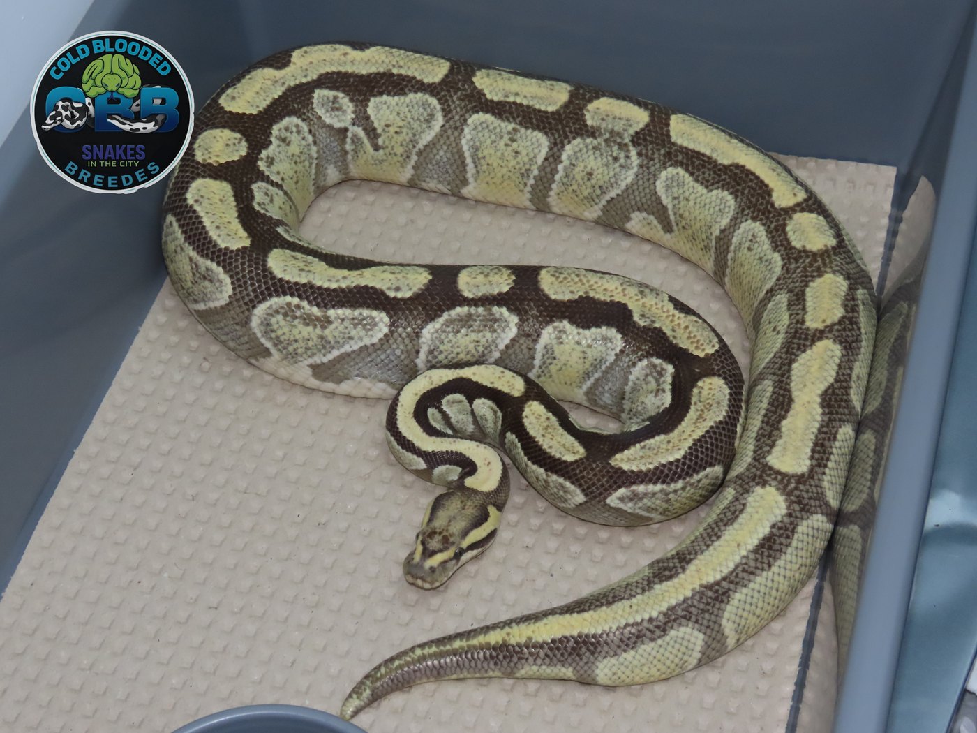 Enchi Special Desert Ghost 0.1