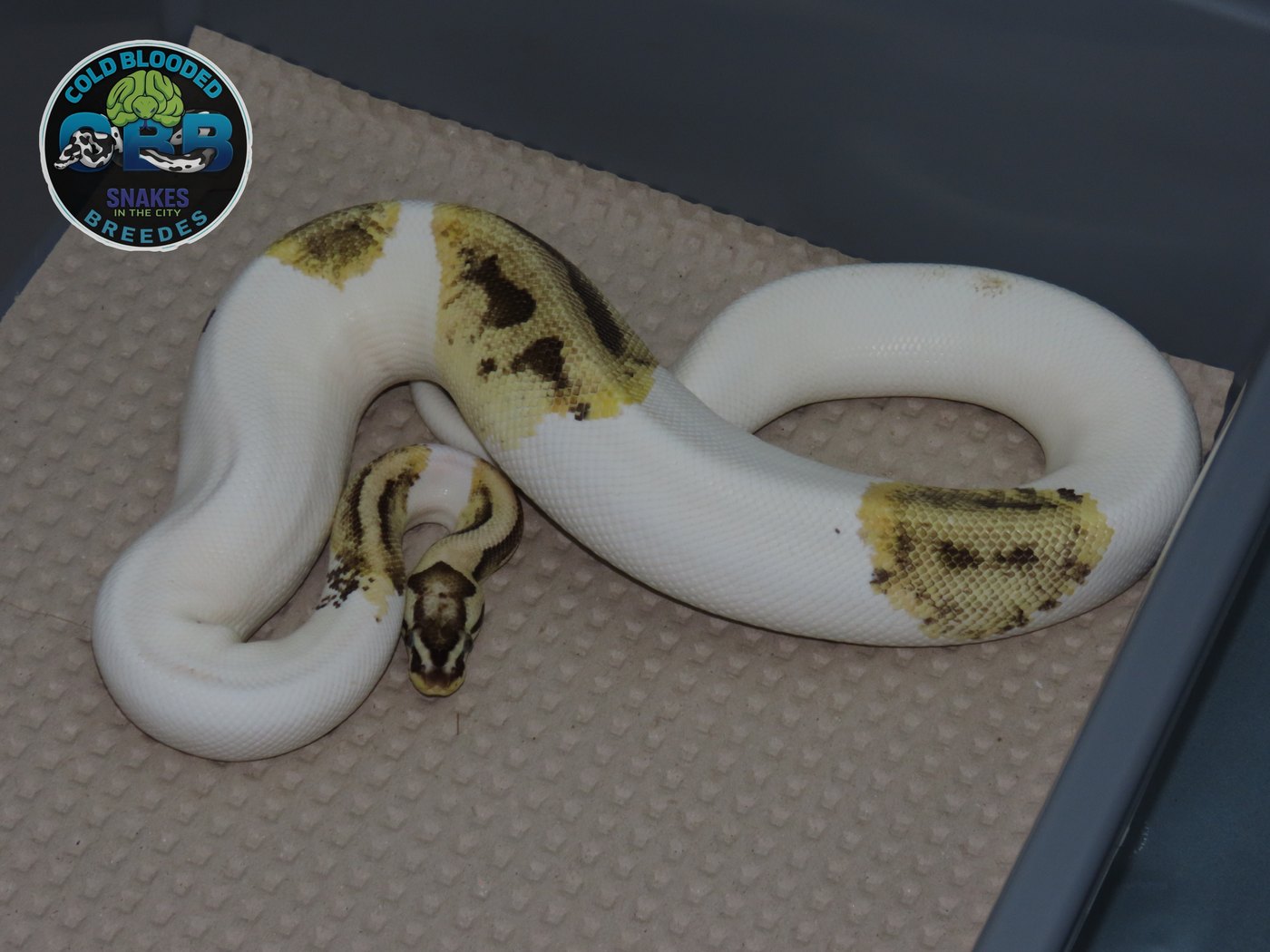 Pastel Vanilla Piebald het Desert Ghost 1.0