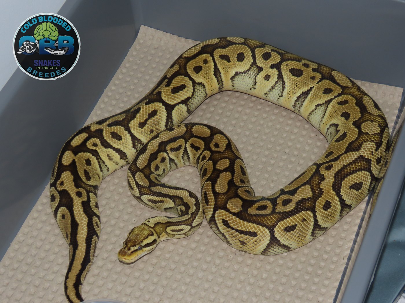 Pastel Special het Clown 0.1