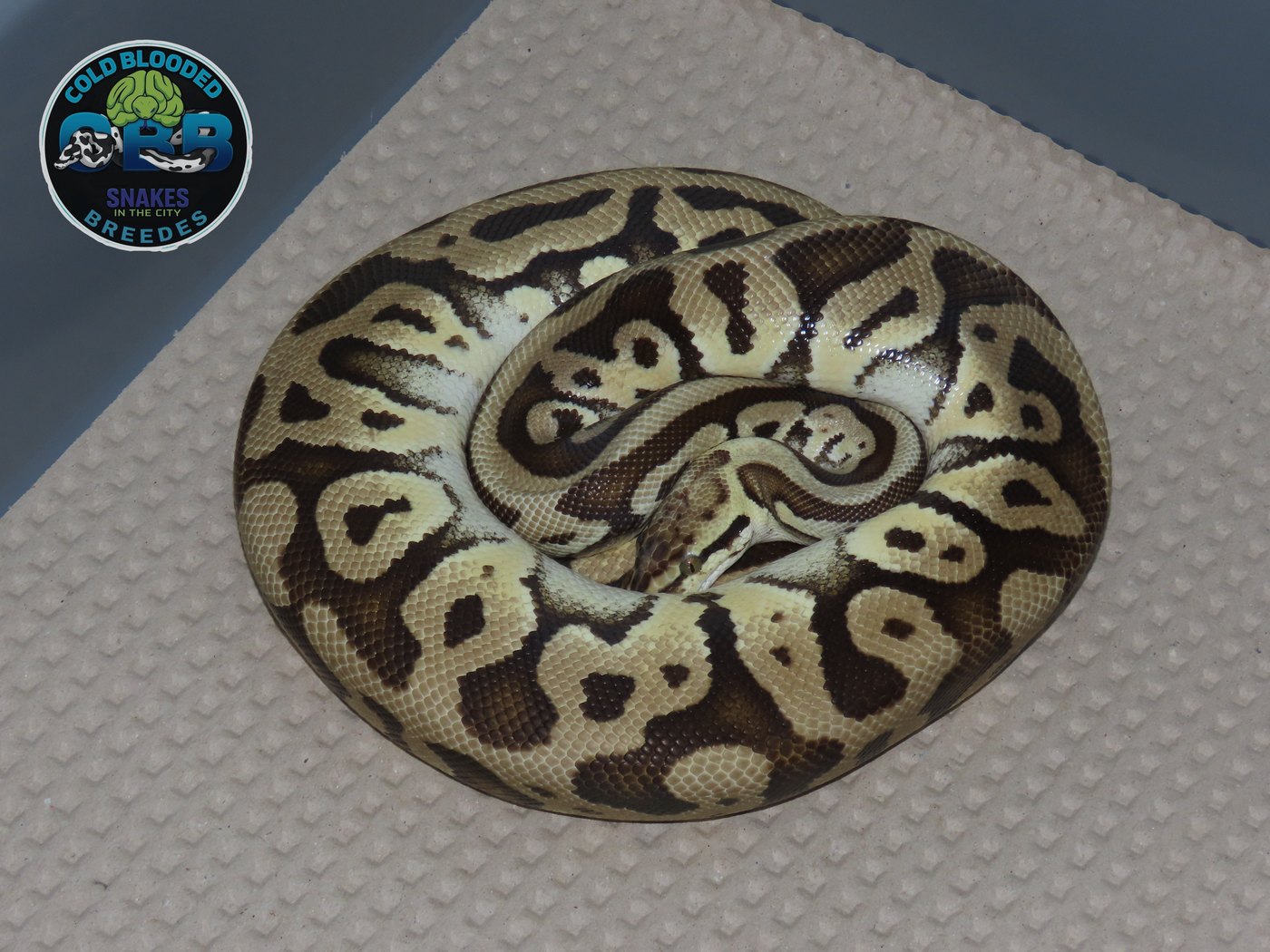 Pastel Leopard Russo het Clown 0.1