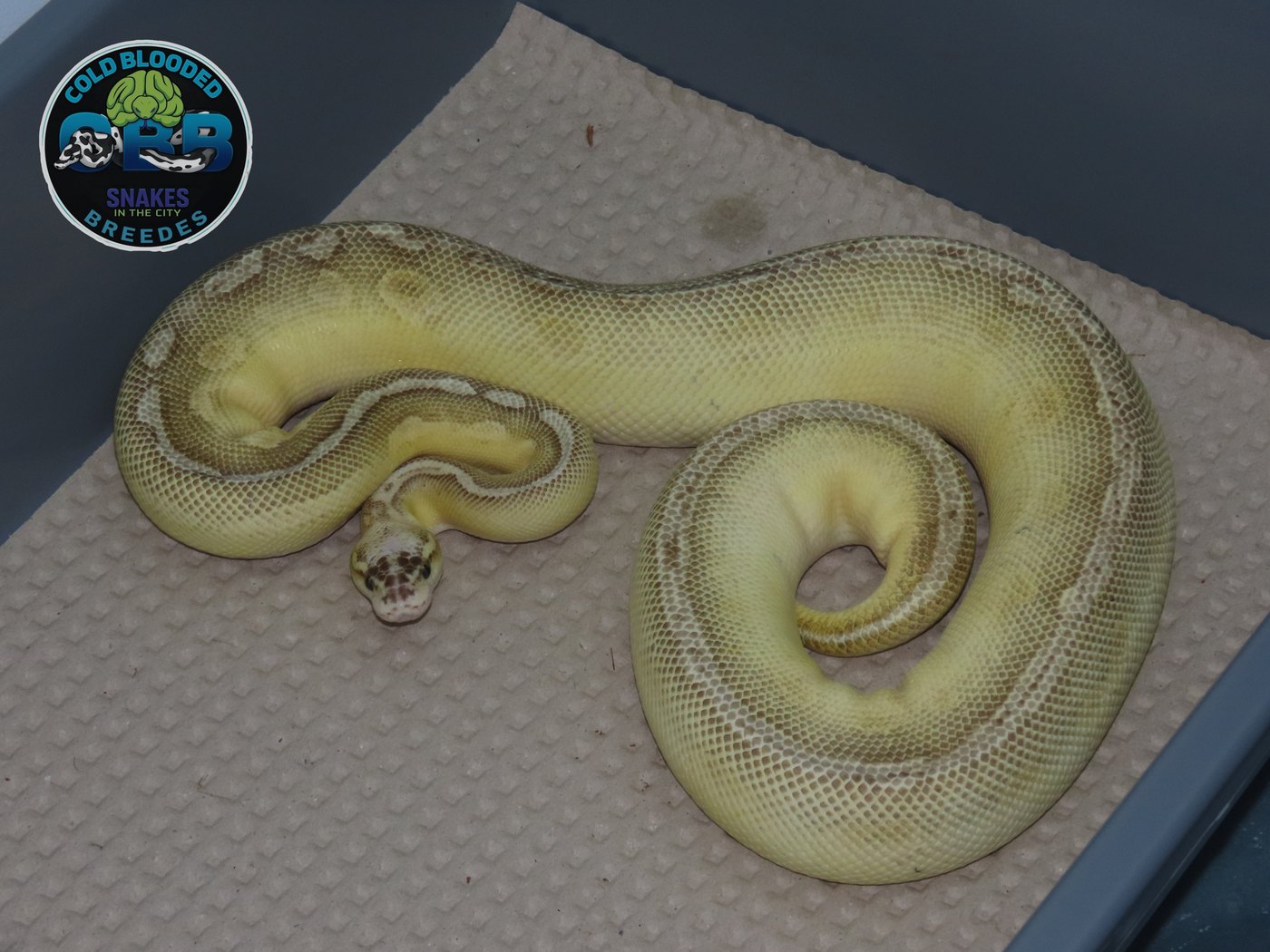 Super Pastel Lesser Bongo 0.1