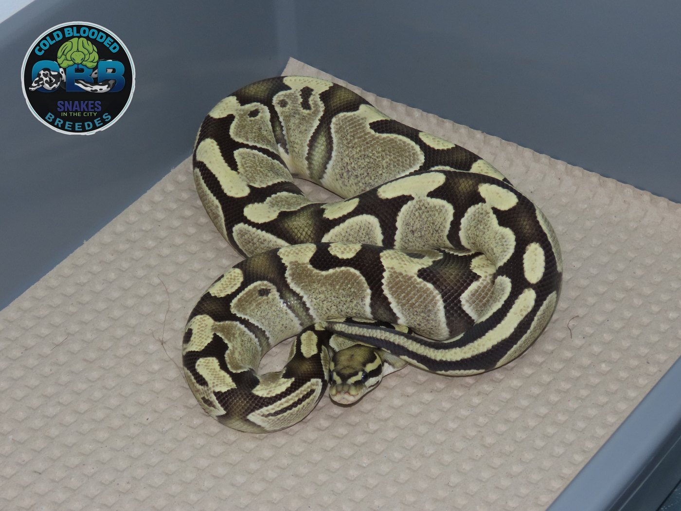 Desert Ghost het Pied 0.1
