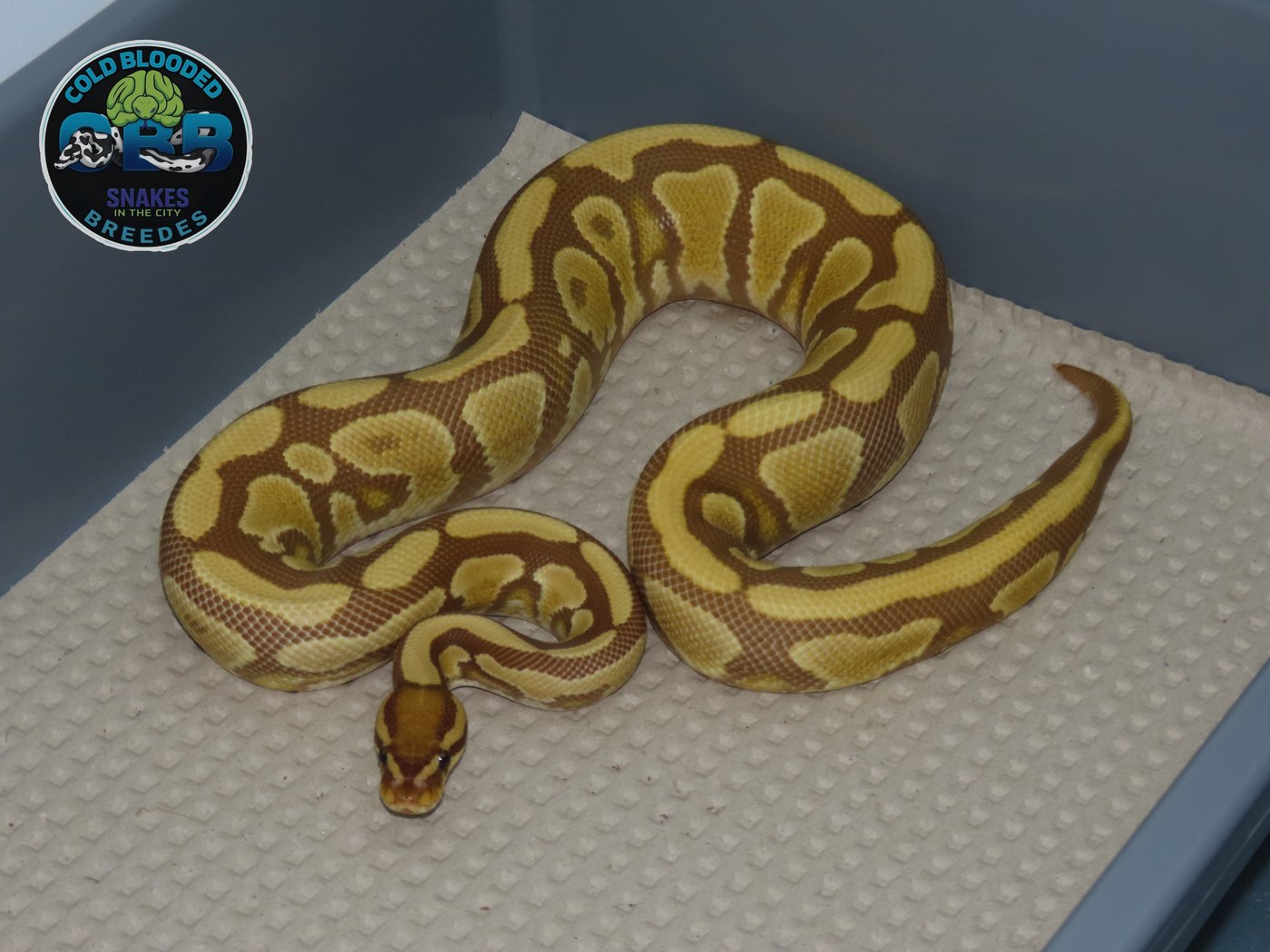 Ultramel het G-Stripe 1.0