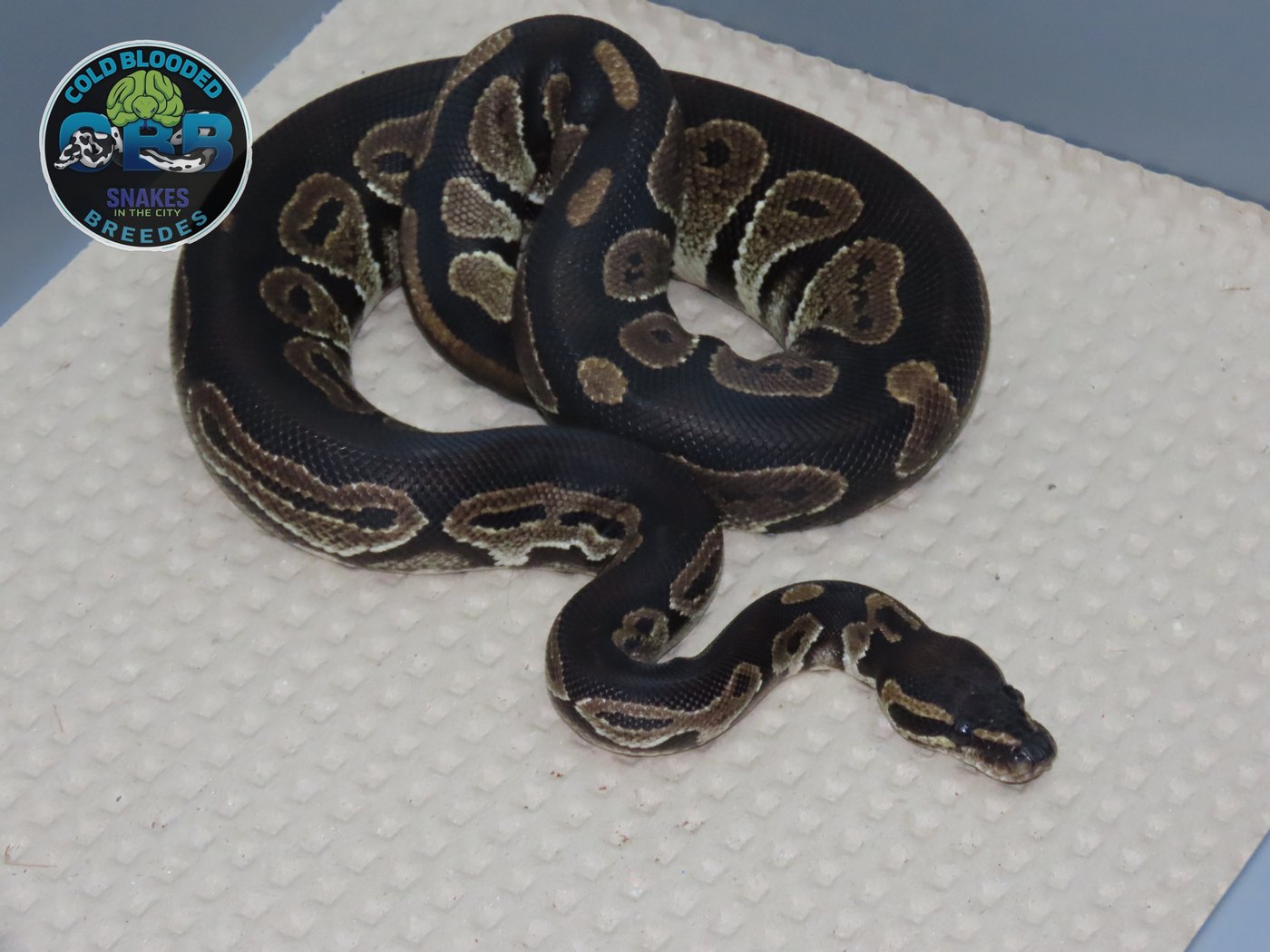 Blackhead het Hypo pos het Pied 1.0