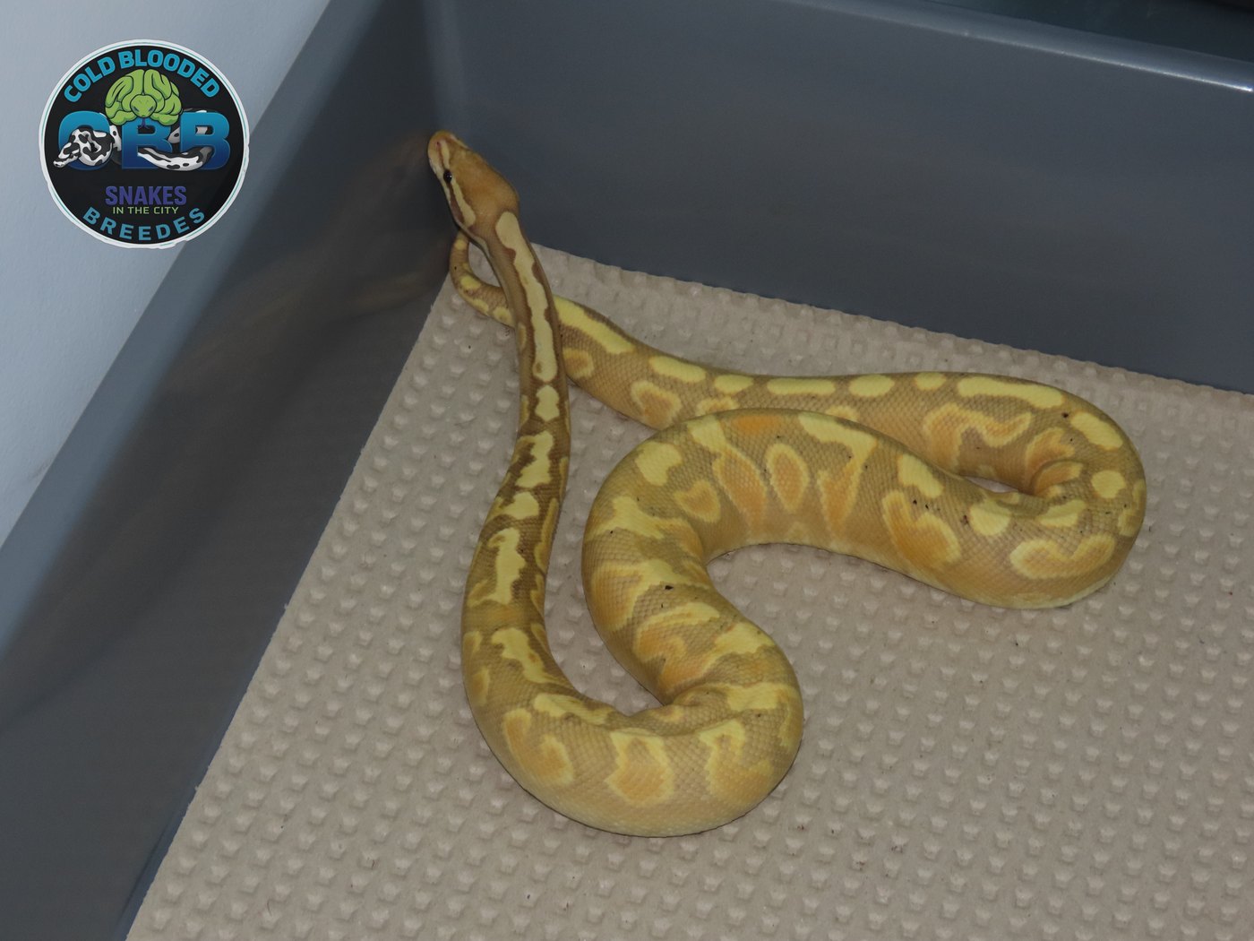 Banana Enchi GHI Yellow Belly (Female Maker) 1.0