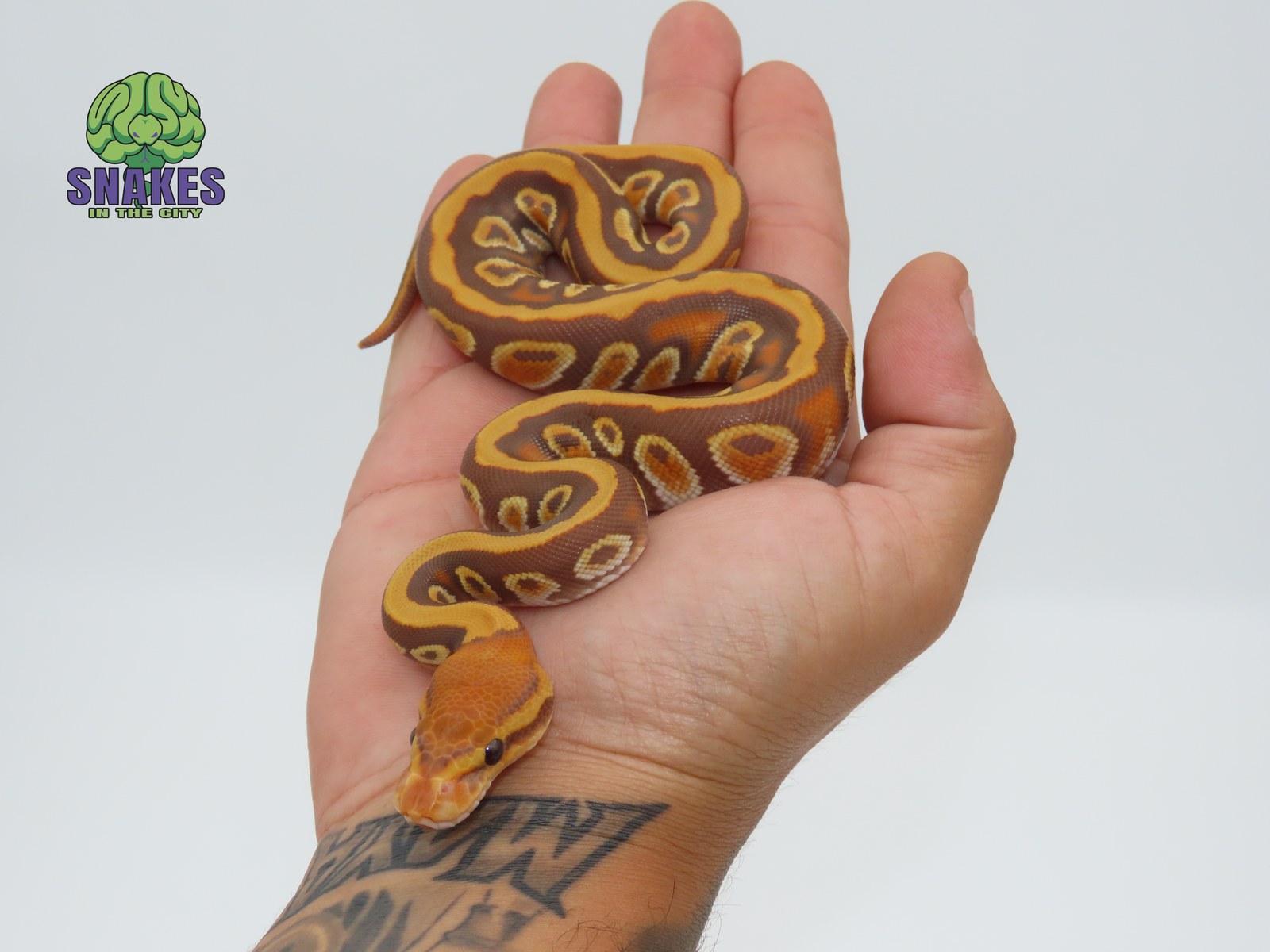 Cypress Ultramel 66% het Clown 0.1 – תמונה 2