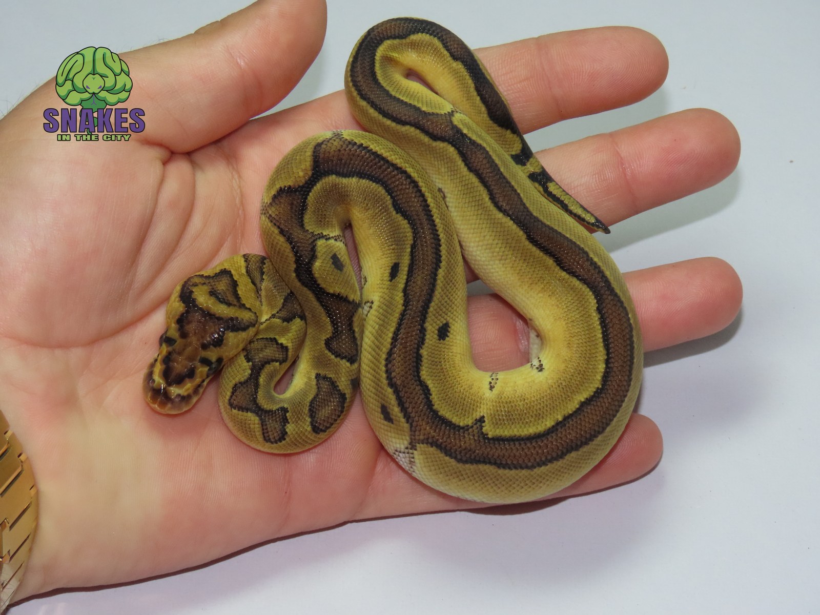 Bongo Enchi poss. Orange Dream poss. Spotnose Clown 0.1