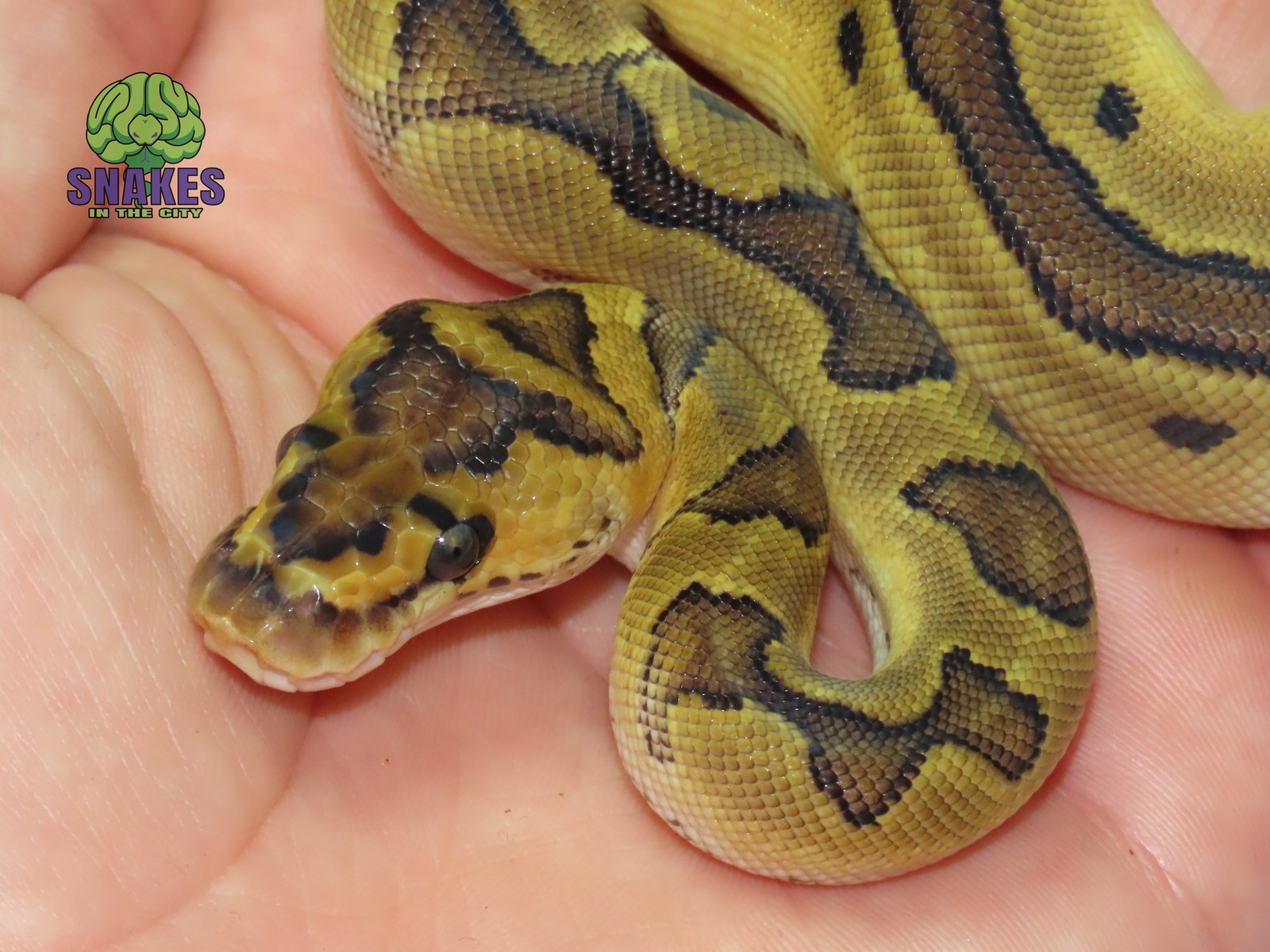 Bongo Enchi poss. Orange Dream poss. Spotnose Clown 0.1 – תמונה 2