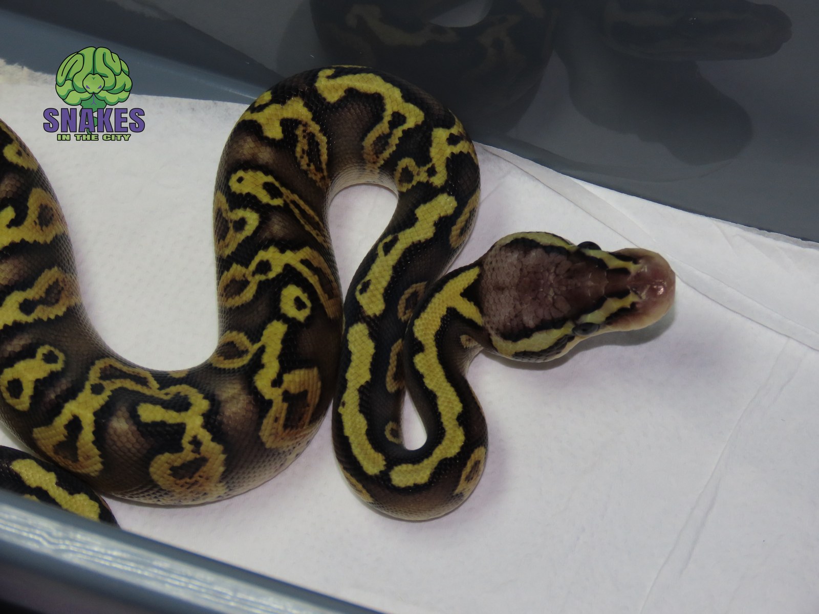 GHI Gravel Pastel het Clown 0.1