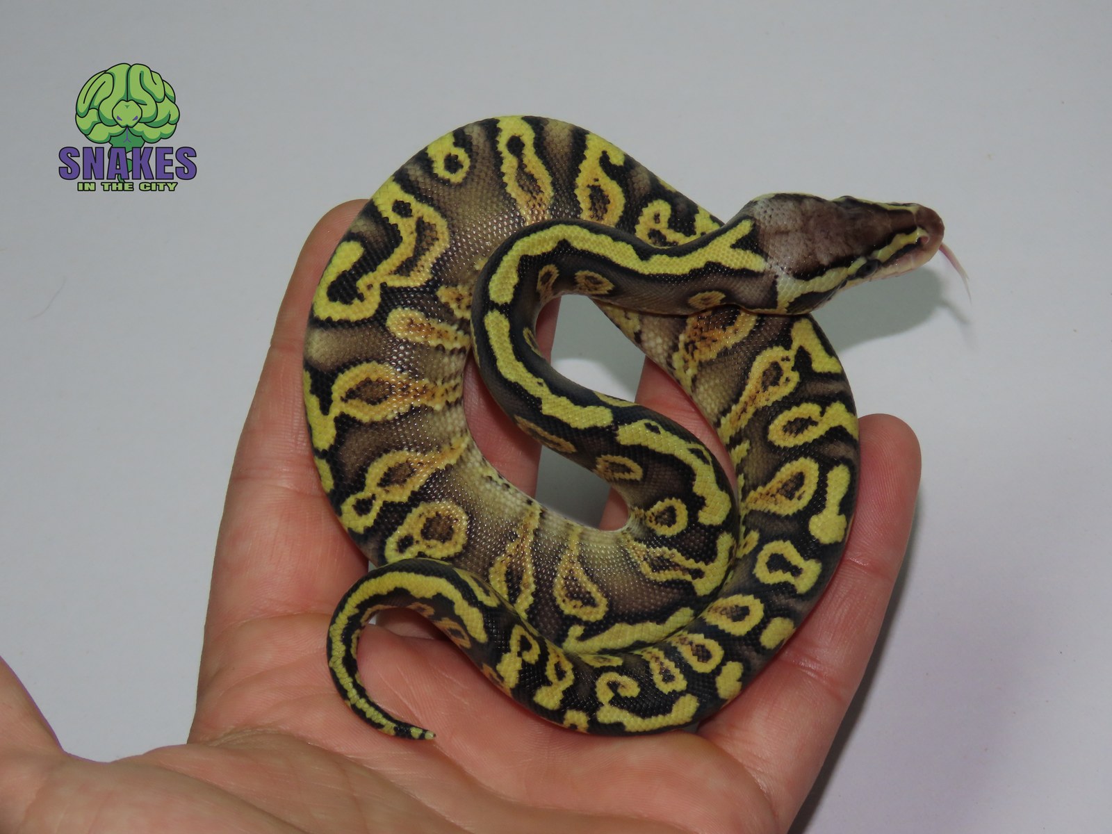 GHI Gravel Pastel het Clown 0.1 – תמונה 2