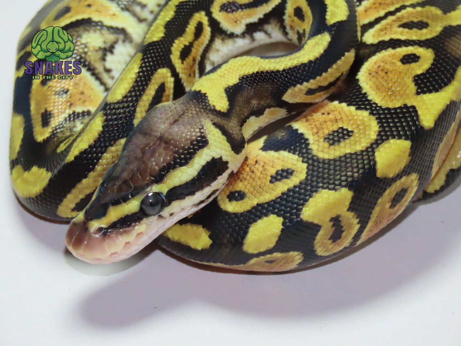Pastel 66% het Clown het Ultramel 0.1