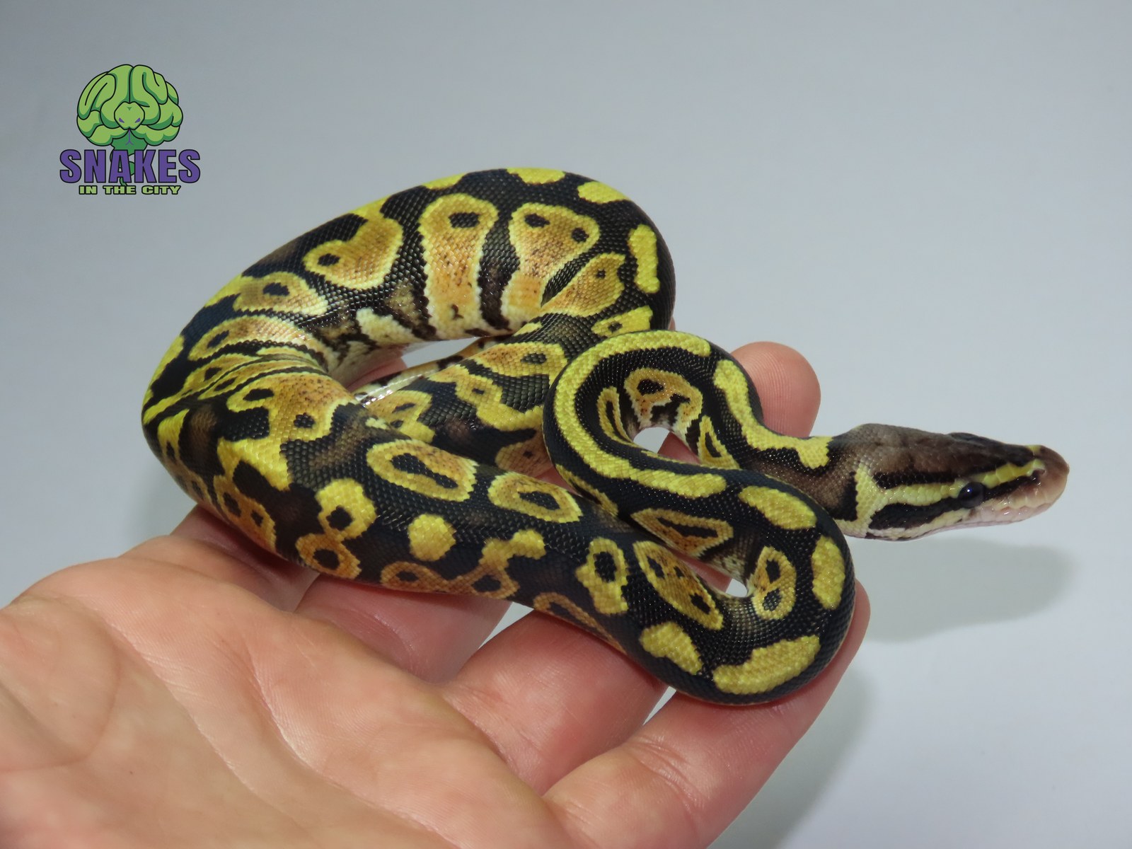 Pastel 66% het Clown het Ultramel 0.1 – תמונה 2