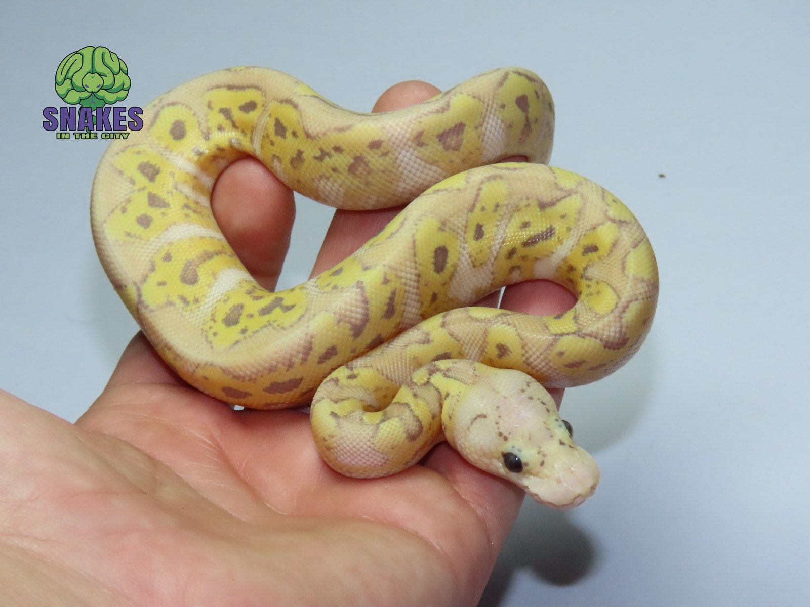 Banana GHI Pastel poss. Motley poss. Yellow Belly Clown 0.1