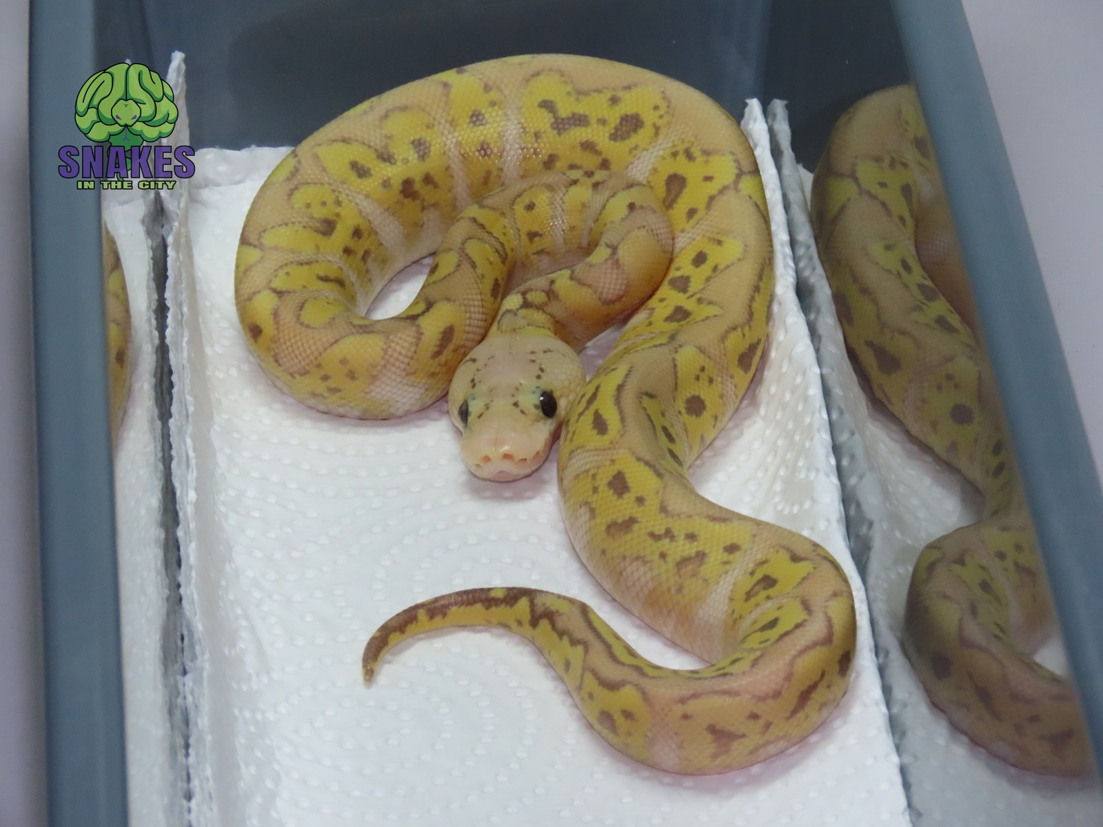 Banana GHI Pastel poss. Motley poss. Yellow Belly Clown 0.1 – תמונה 2