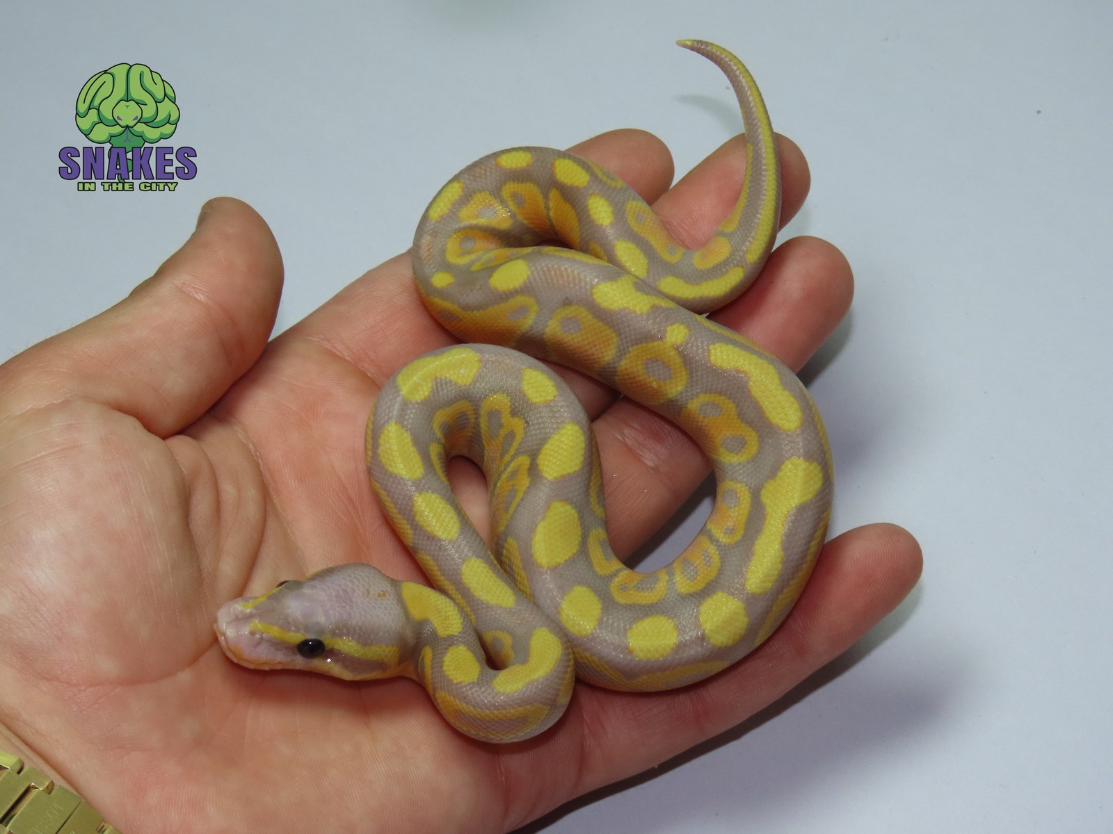 Banana Orange Dream Russo 66% het Clown 1.0