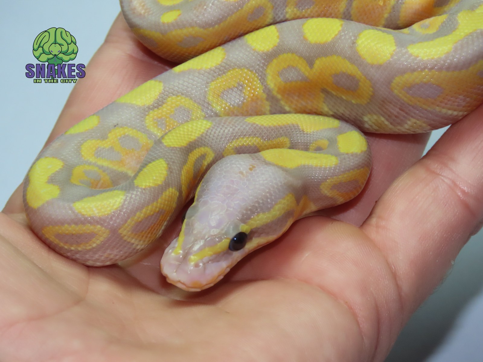 Banana Orange Dream Russo 66% het Clown 1.0 – תמונה 2