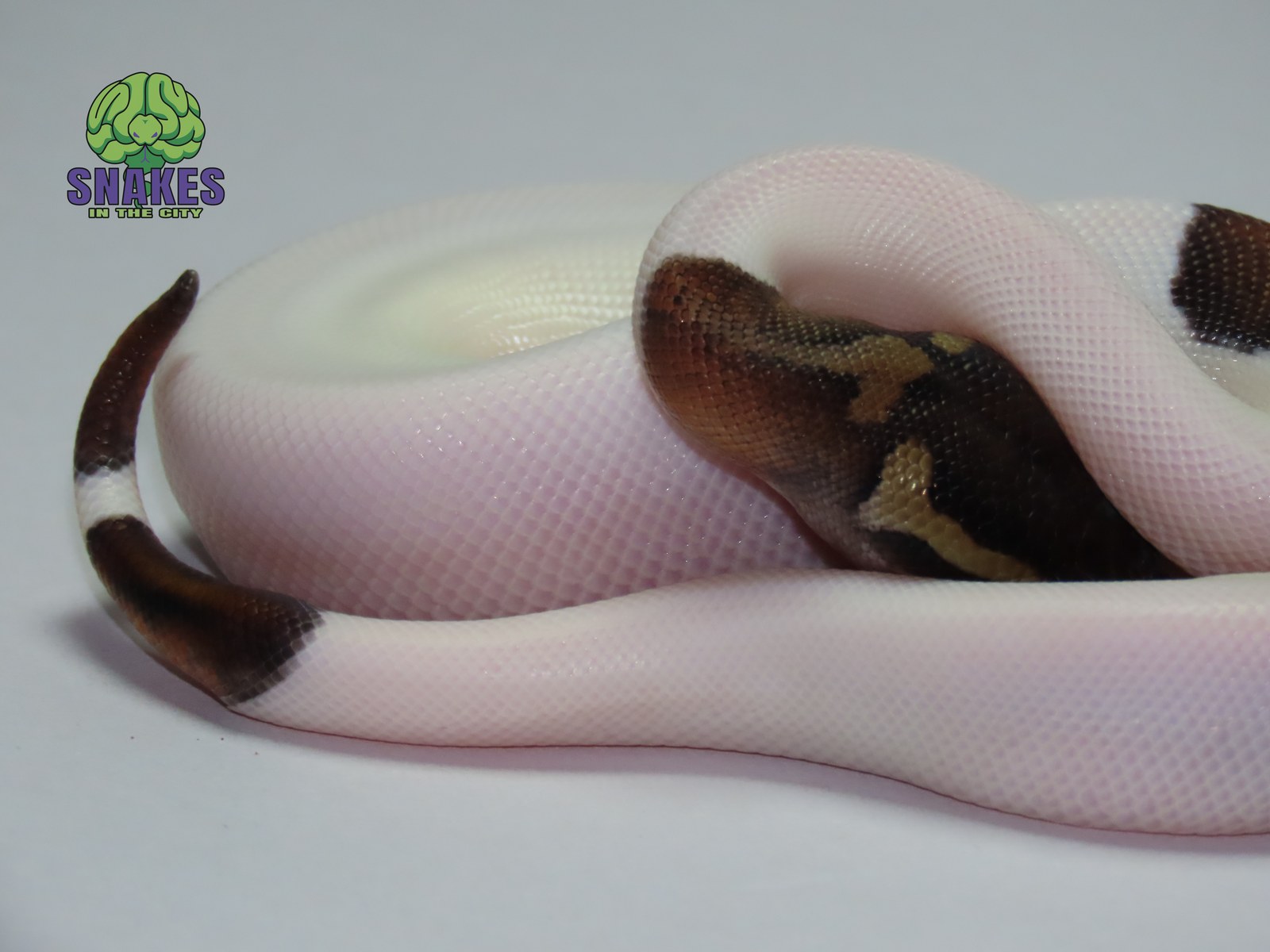 Black Pastel Piebald 1.0