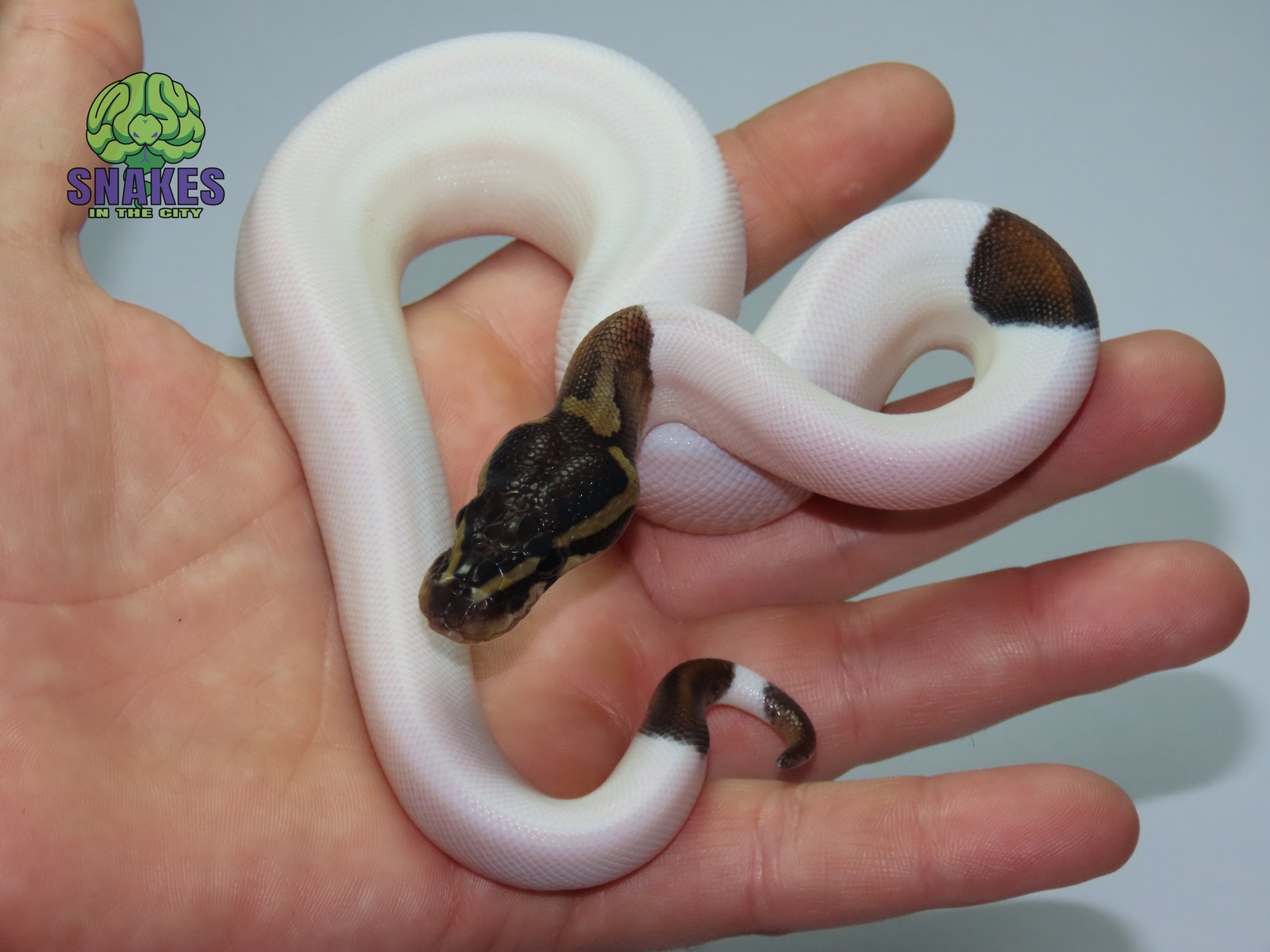 Black Pastel Piebald 1.0 – תמונה 2