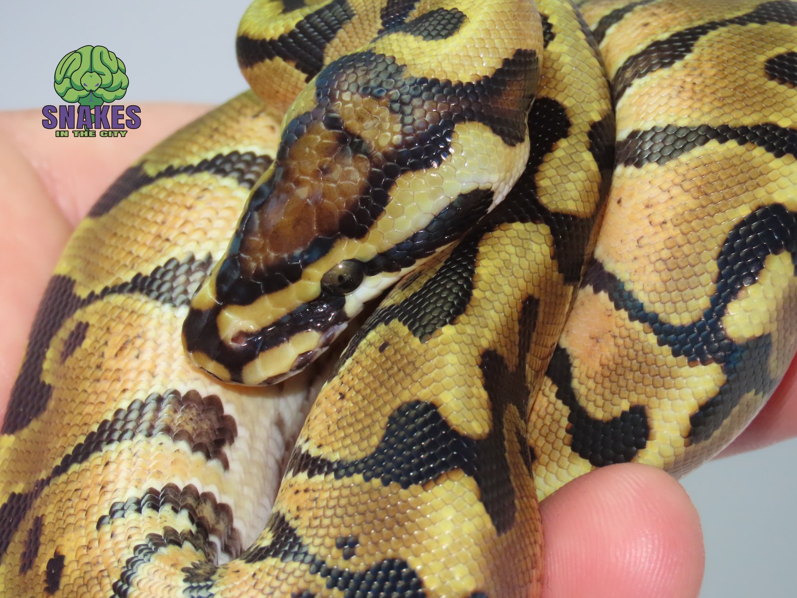 Enchi Spotnose het Clown 1.0