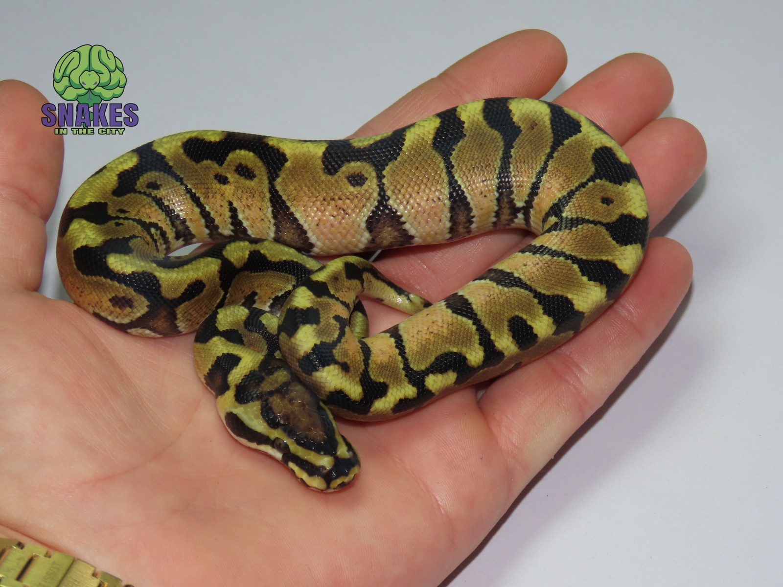 Enchi Spotnose het Clown 1.0 – תמונה 2