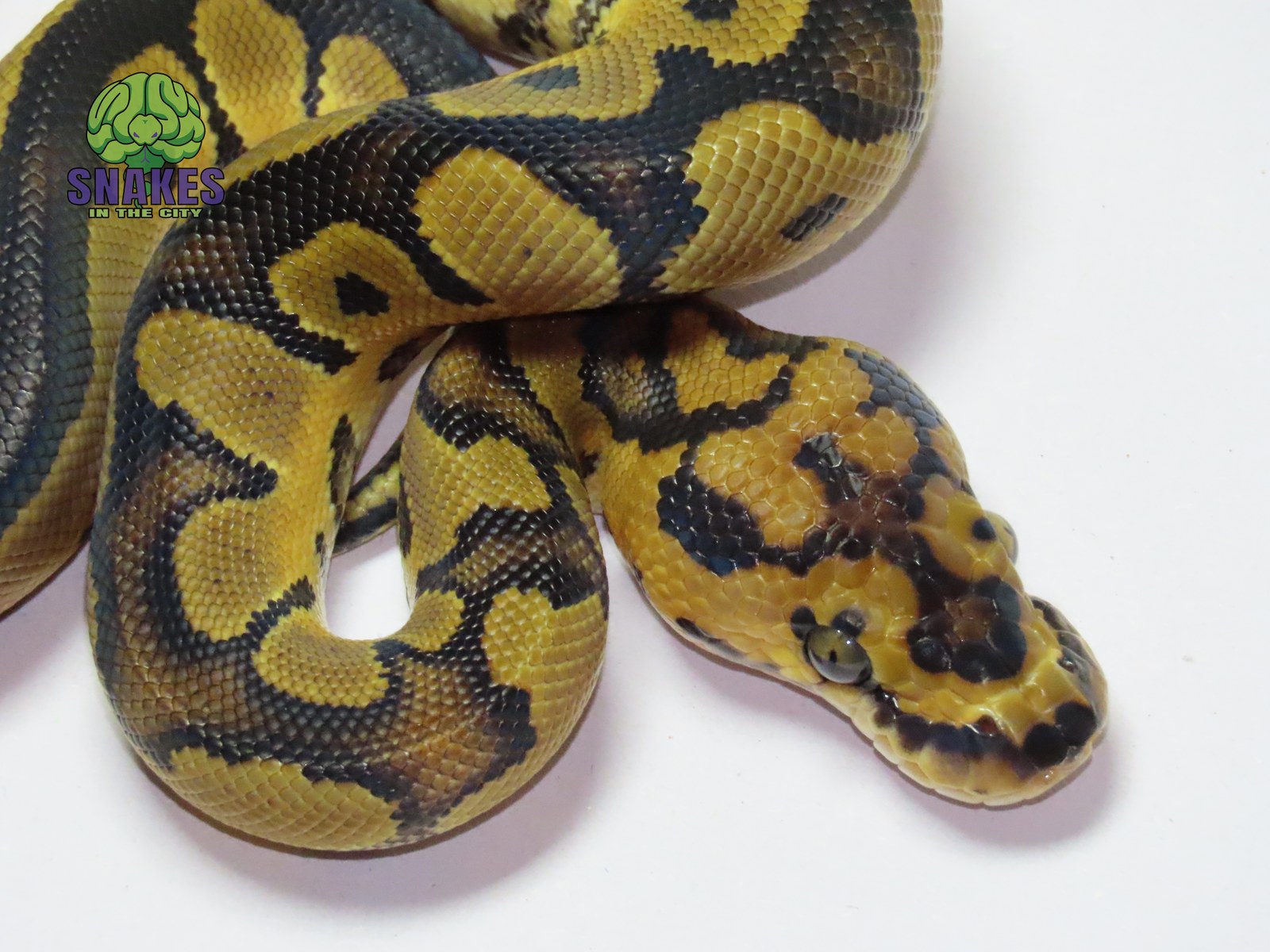 poss. Motley Clown 1.0