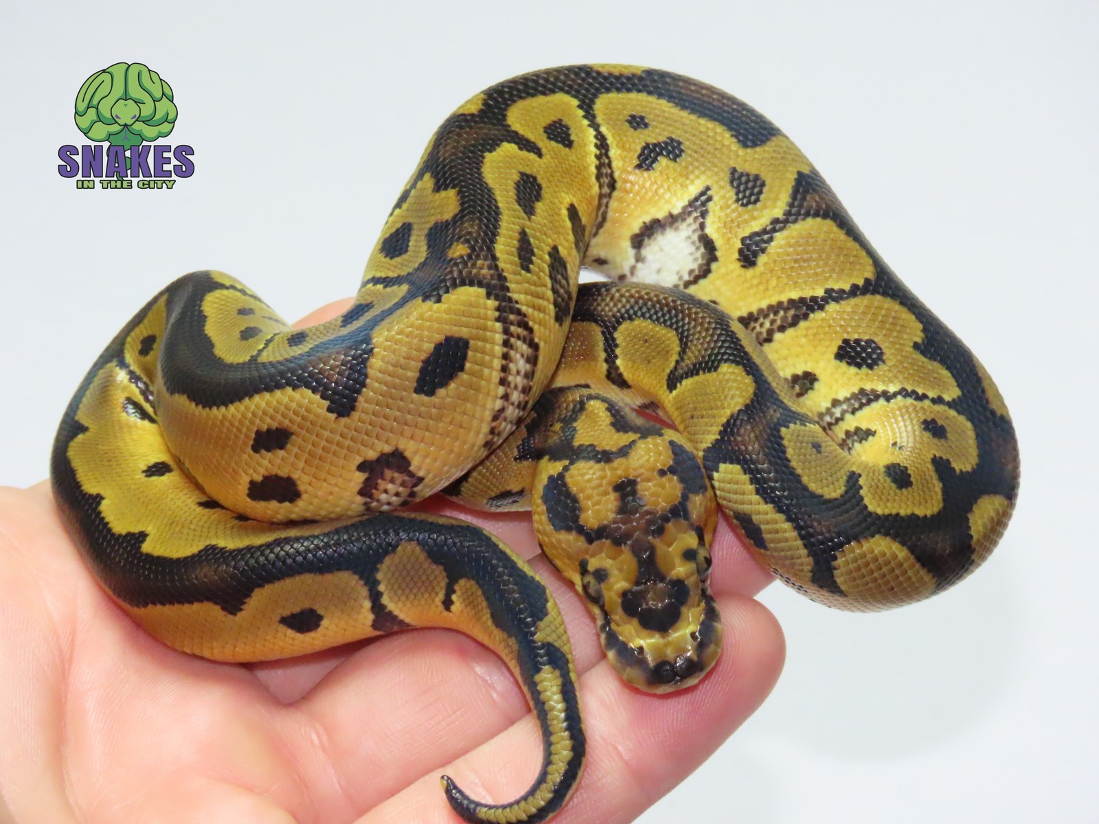 poss. Motley Clown 1.0 – תמונה 2