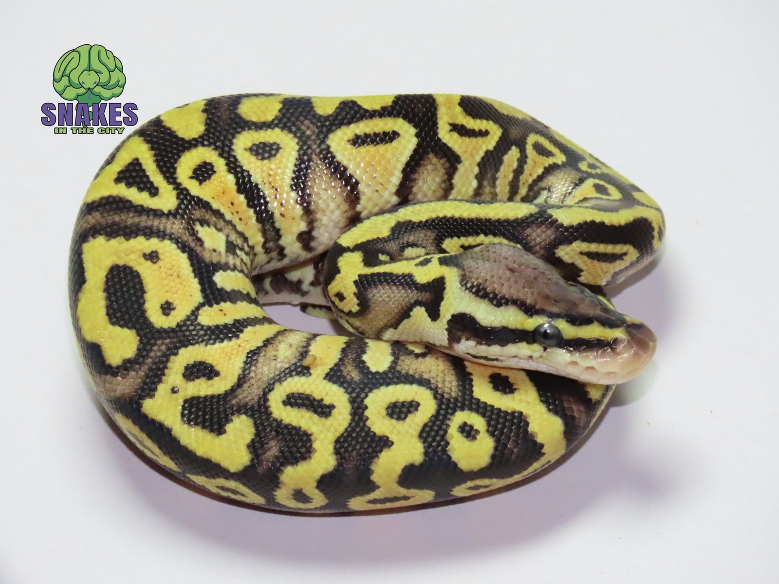 Gravel Pastel het Clown 1.0