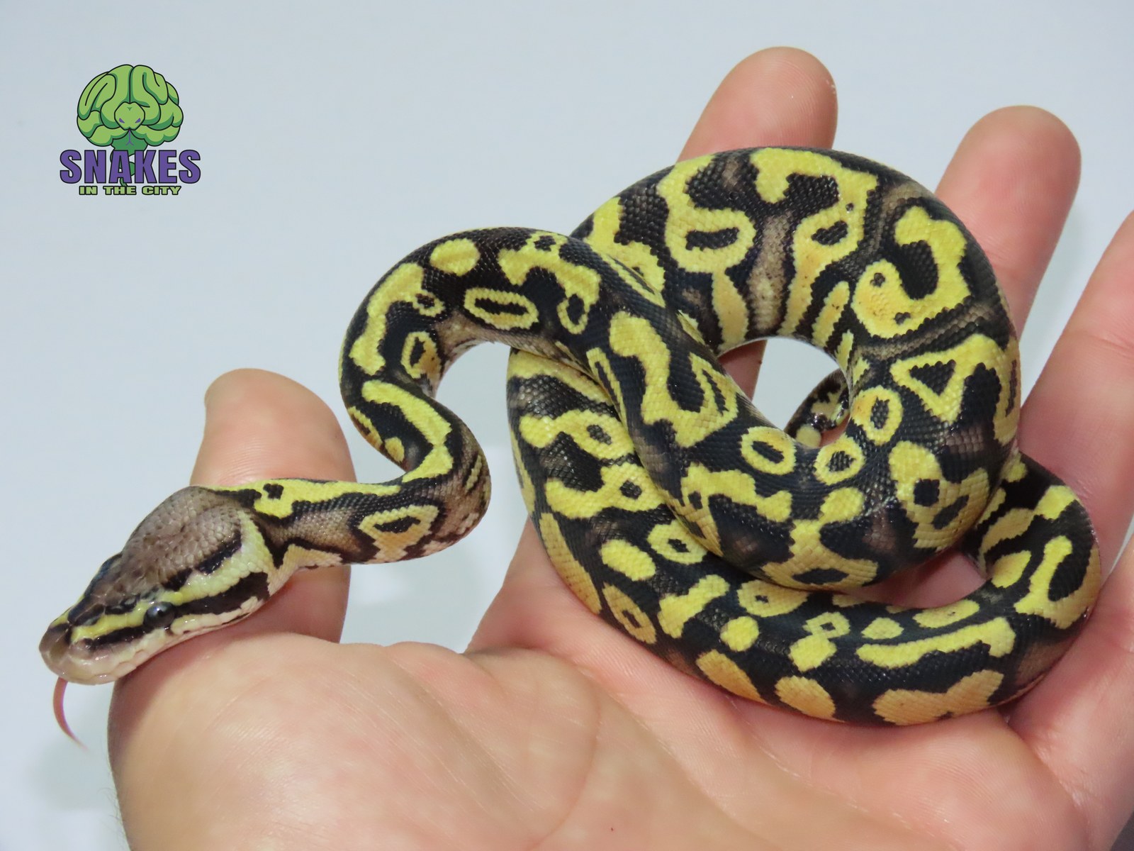Gravel Pastel het Clown 1.0 – תמונה 2