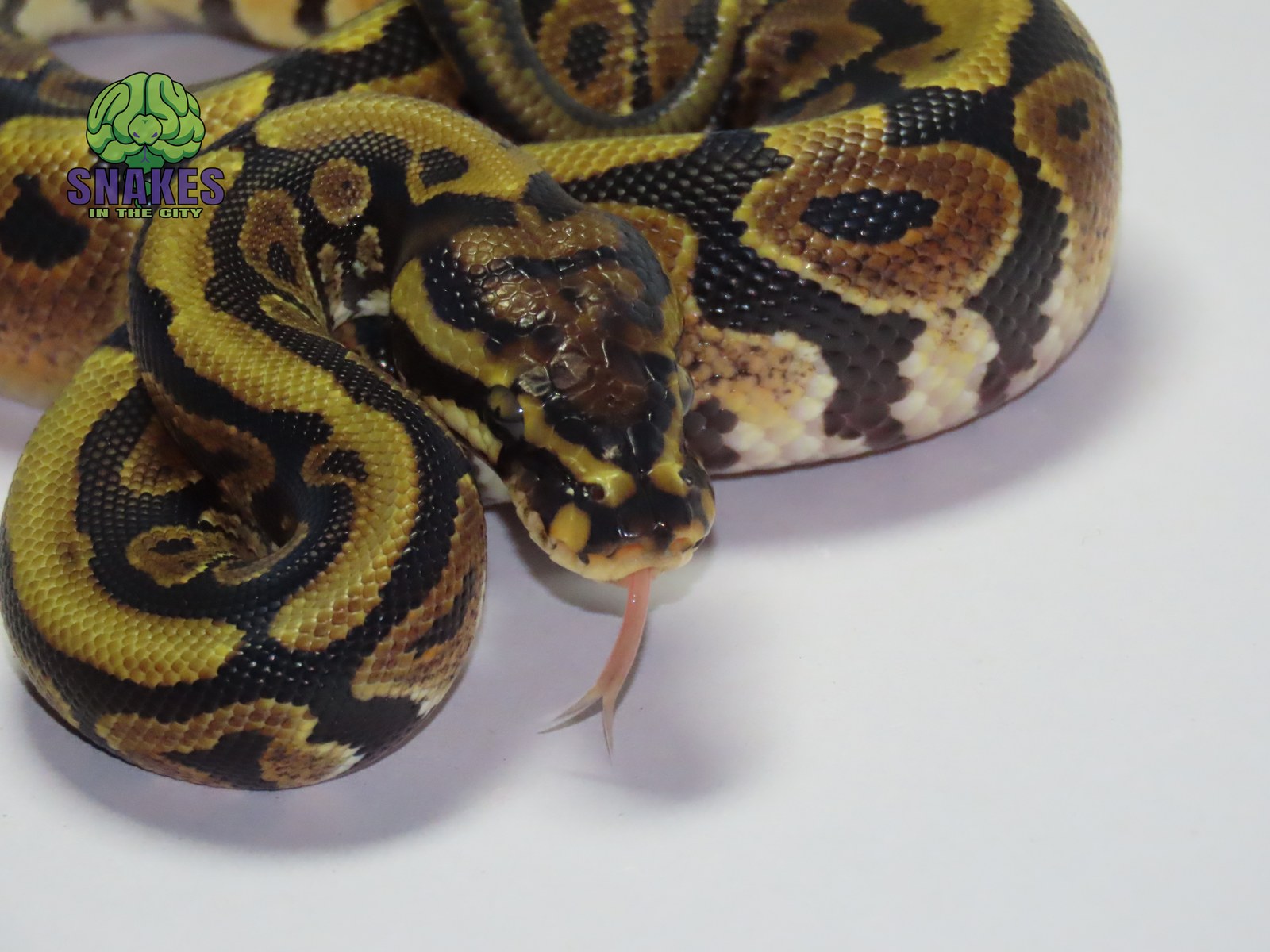 Spotnose 66% het Clown 1.0