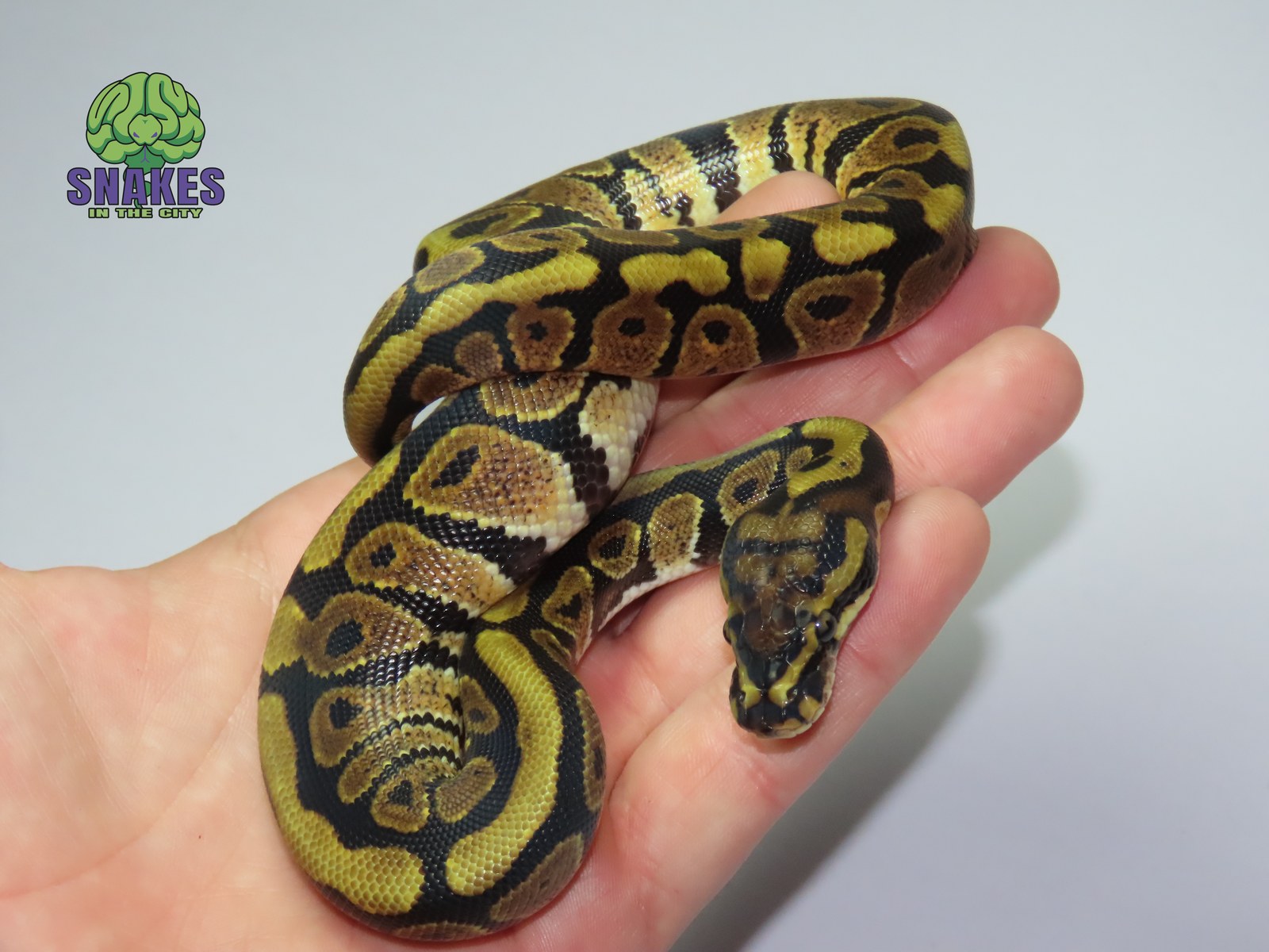 Spotnose 66% het Clown 1.0 – תמונה 2