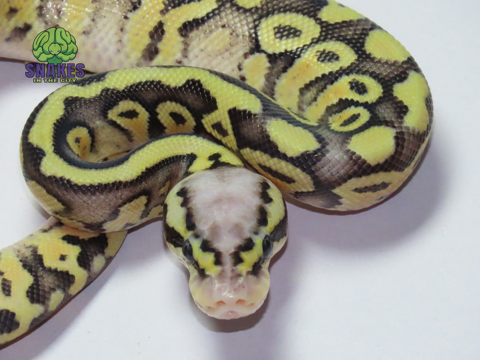Super Pastel poss. Gravel het Clown 1.0