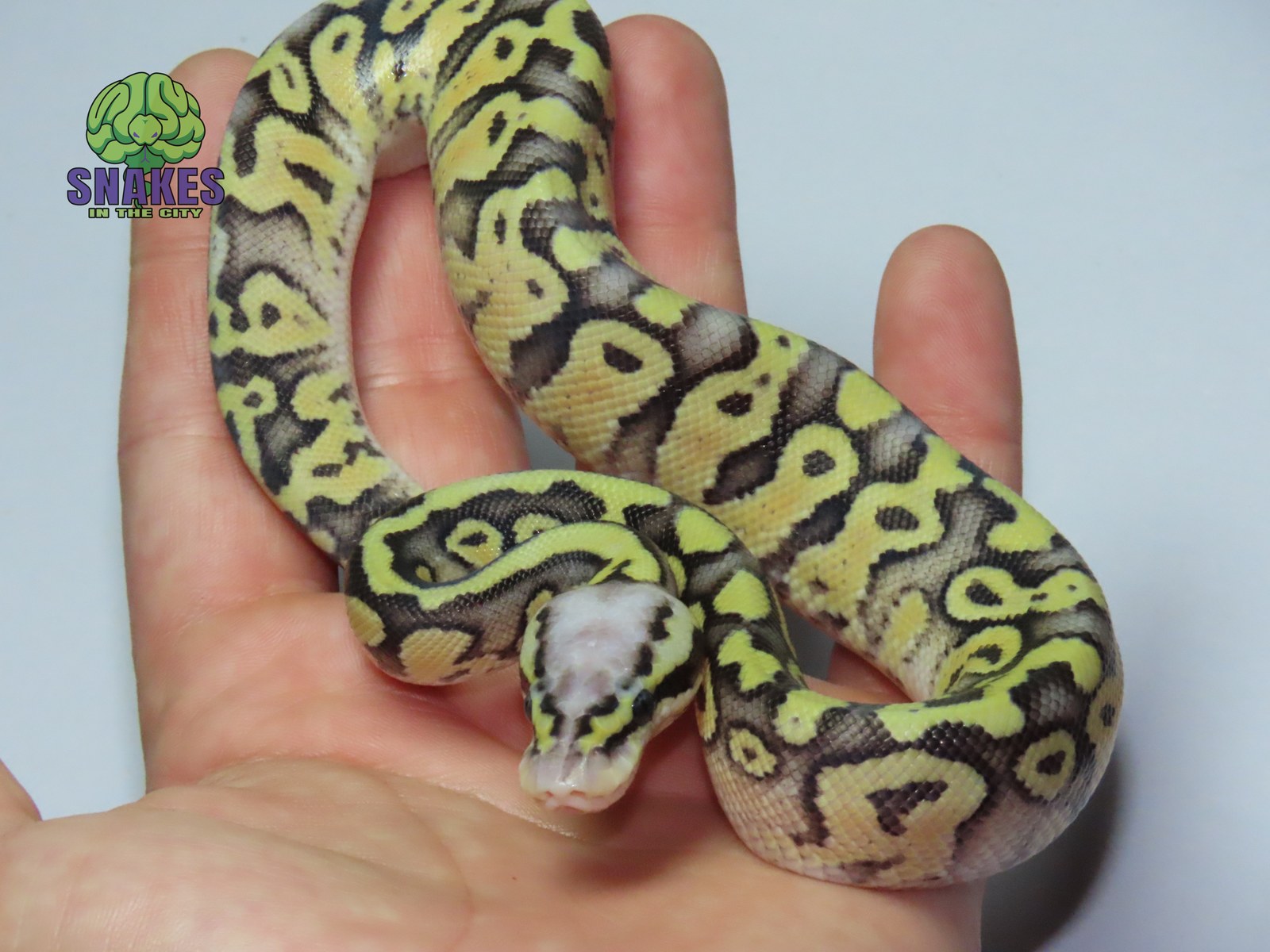 Super Pastel poss. Gravel het Clown 1.0 – תמונה 2