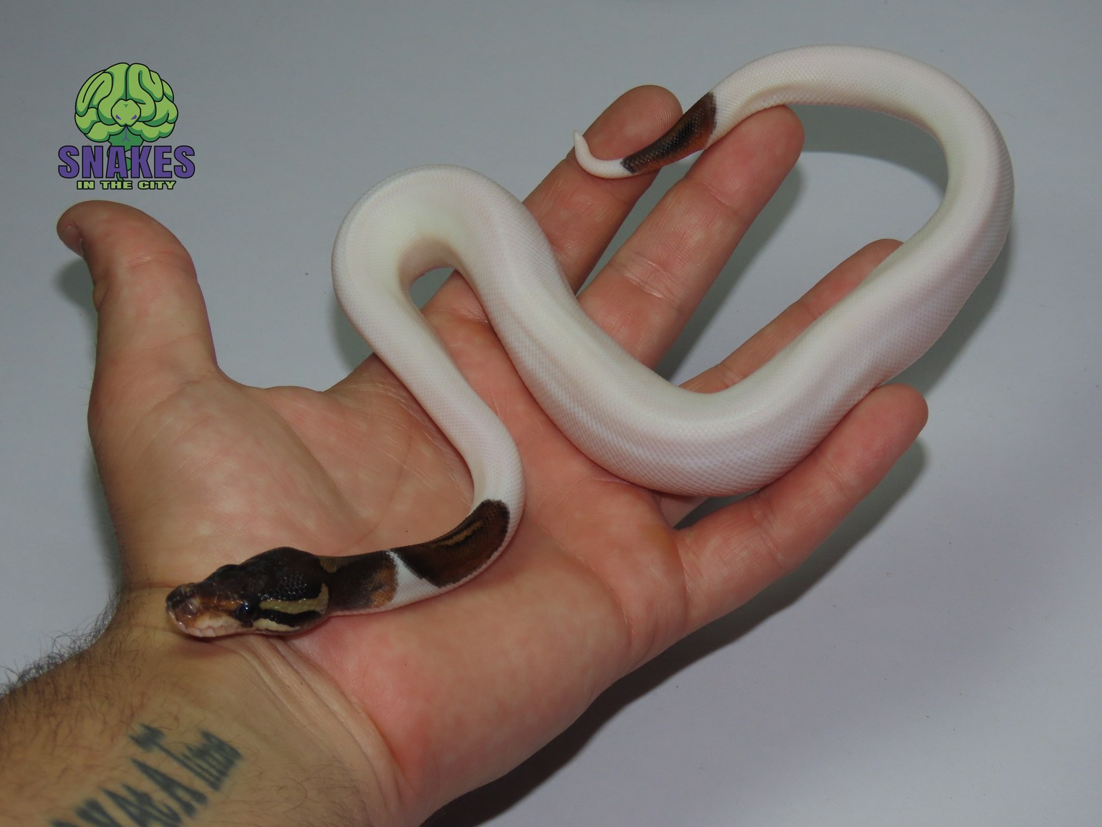 Black Pastel Piebald 1.0