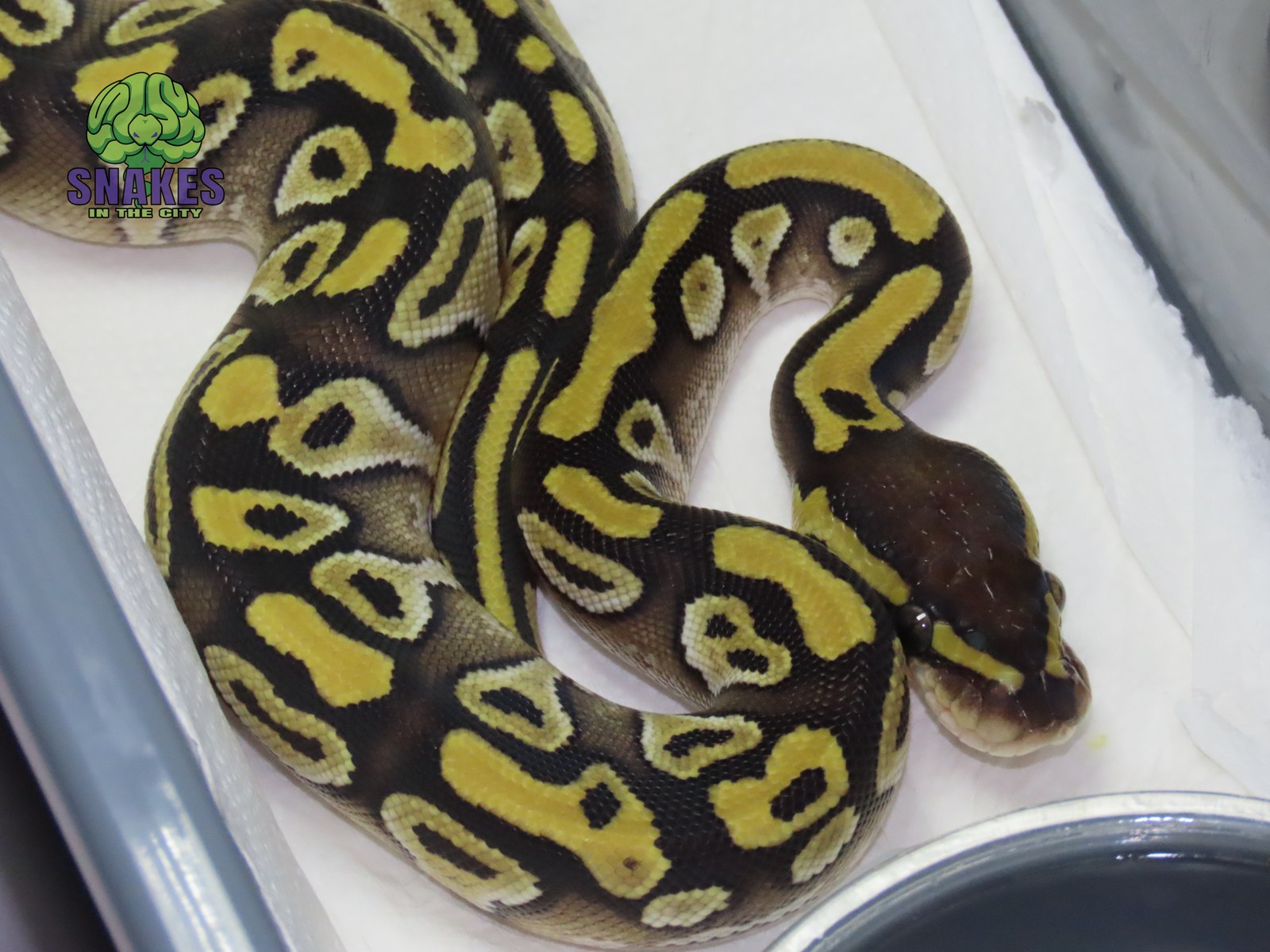 Het Red Axanthic Mojave 66% het Hypo het Clown 0.1