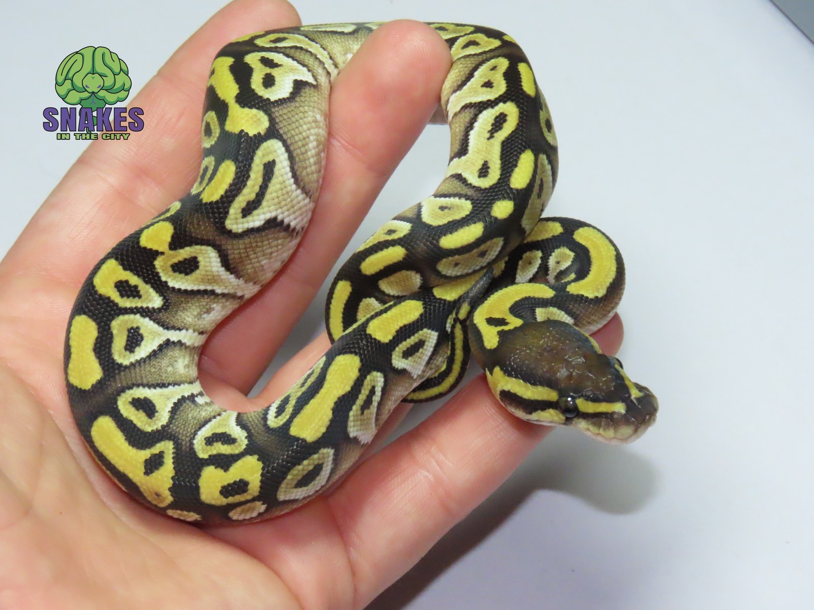 Het Red Axanthic Mojave 66% het Hypo het Clown 0.1 – תמונה 2