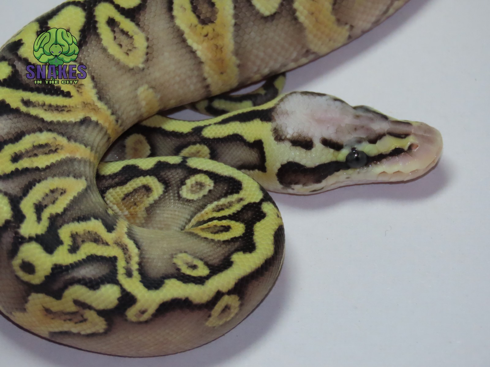 Super Pastel GHI Gravel het Clown 0.1