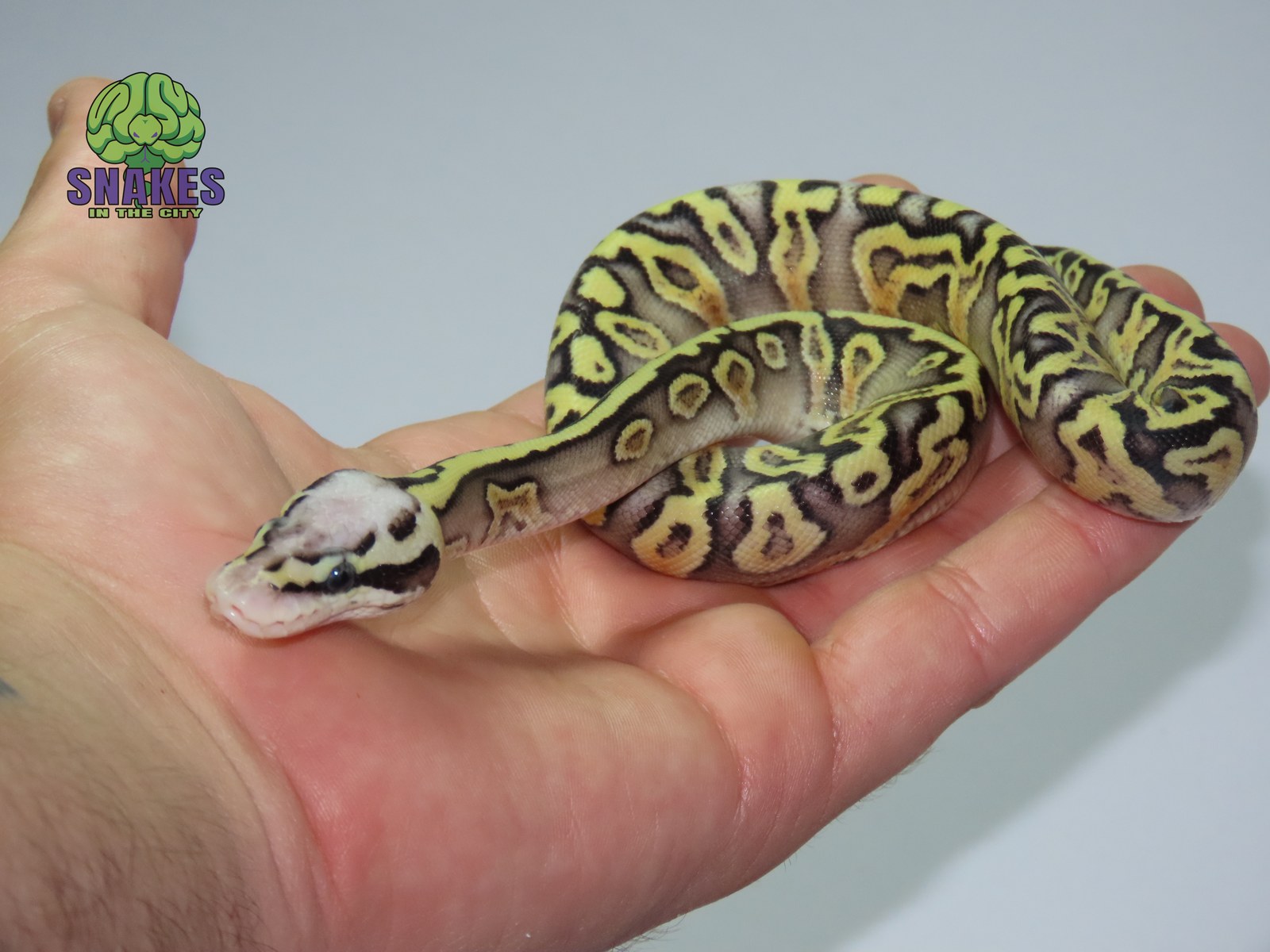 Super Pastel GHI Gravel het Clown 0.1 – תמונה 2