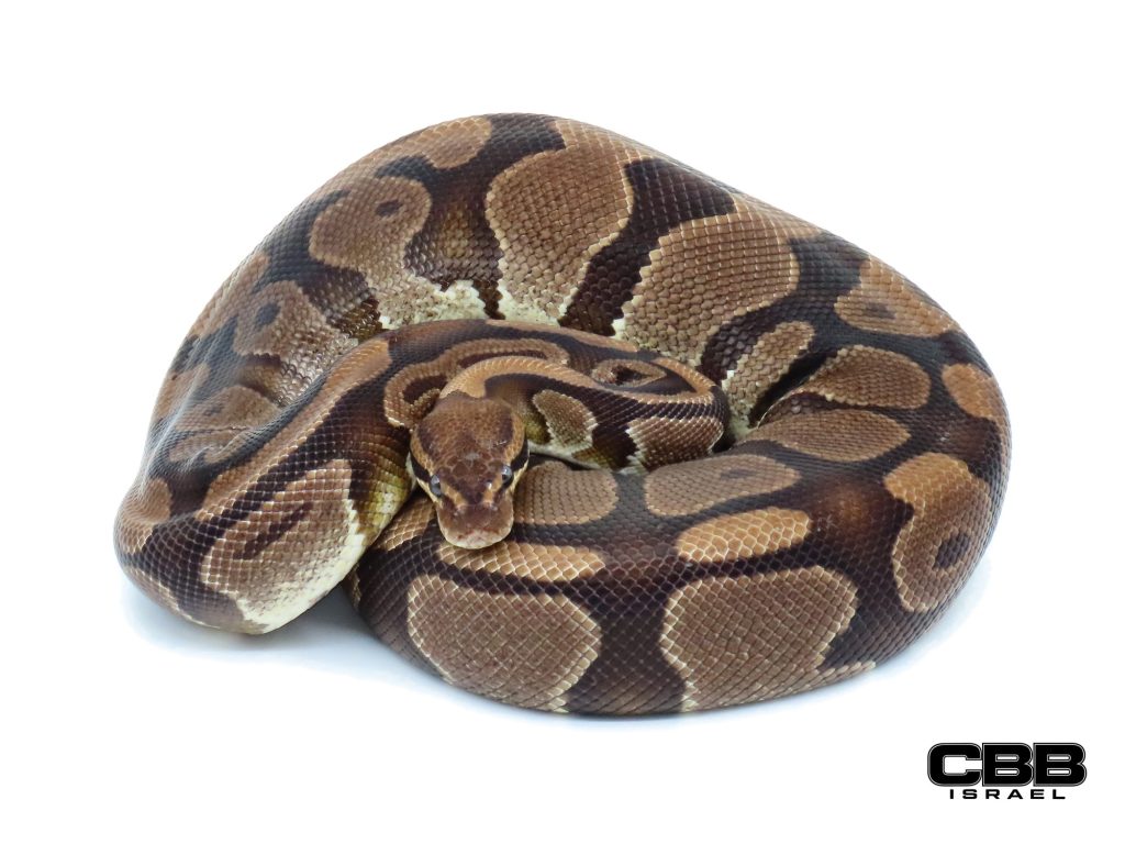 het Desert Ghost het Piebald 0.1 - 15101_f-HDGHPied_06