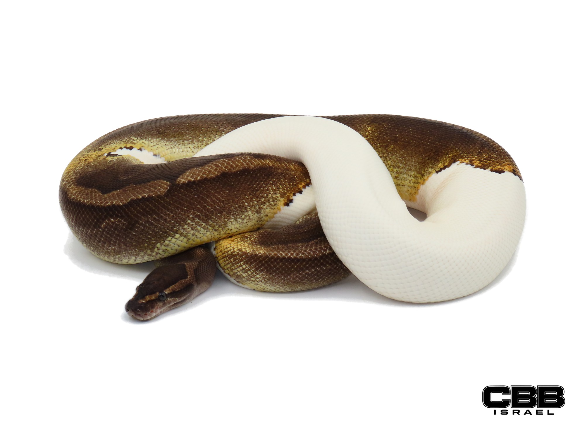 GHI Piebald 0.1 - 18047F1
