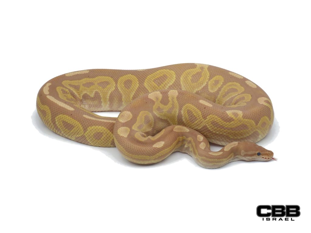 Banana Cinnamon Desert Ghost 0.1 - 19048F1