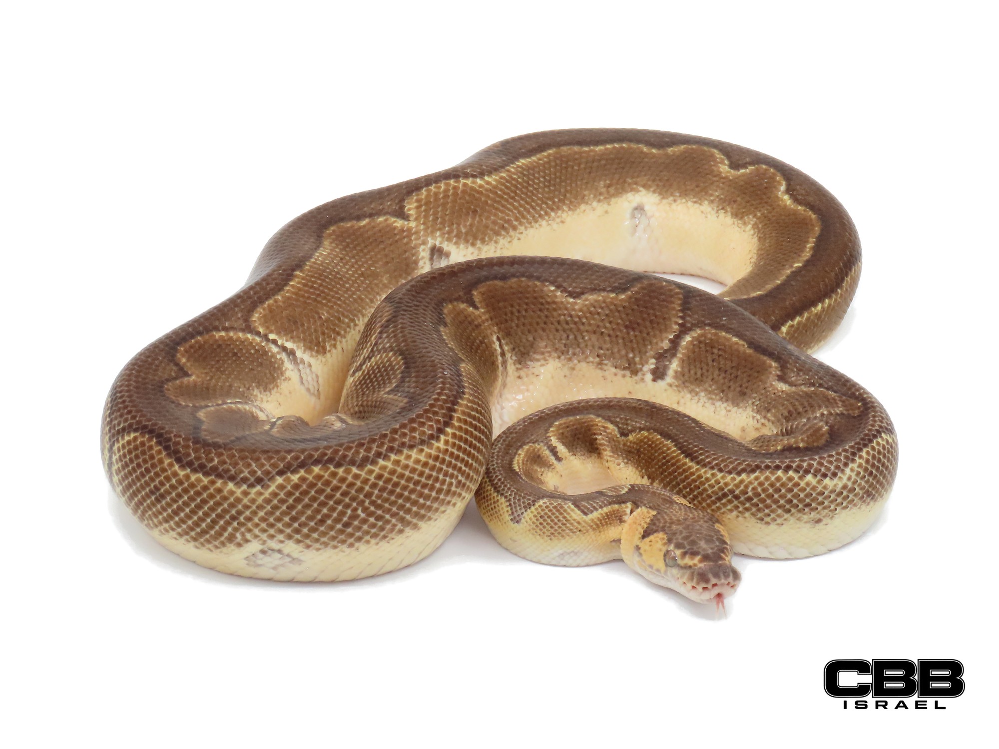 Enchi GHI Clown 1.0 - 19066M4