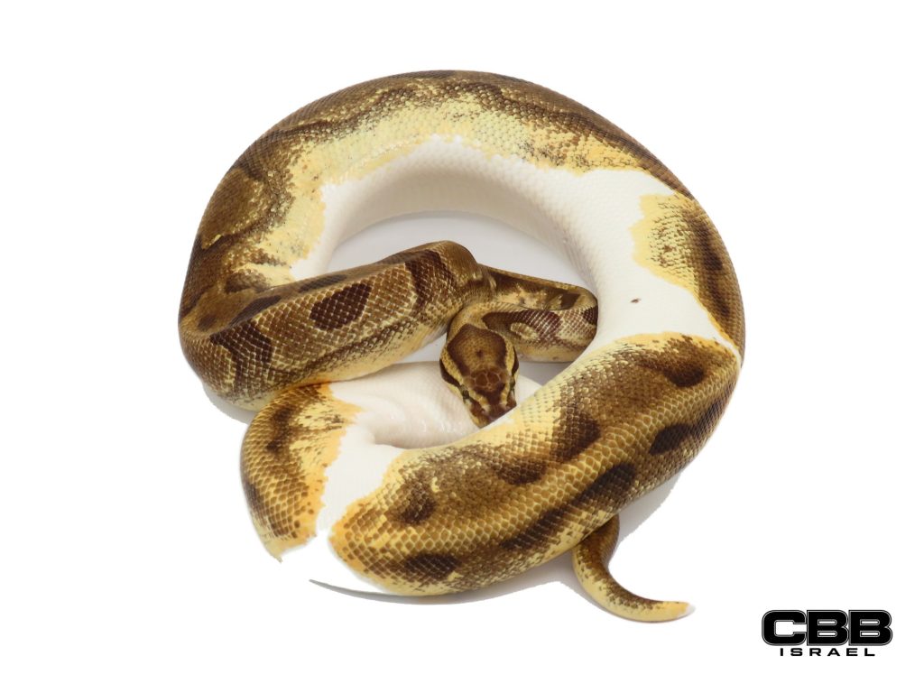 Enchi Vanilla Piebald 0.1 - 19090F1