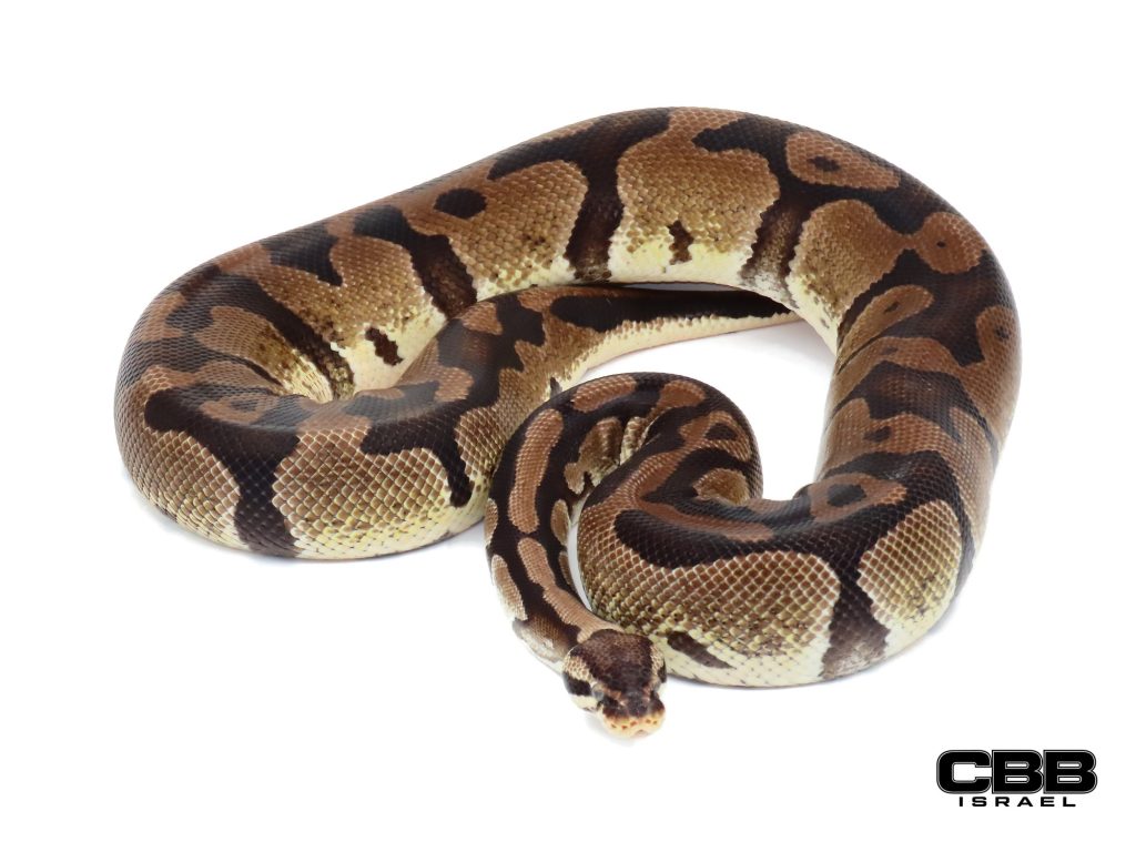 Pastel het Desert Ghost het Piebald 0.1 - 19128F3