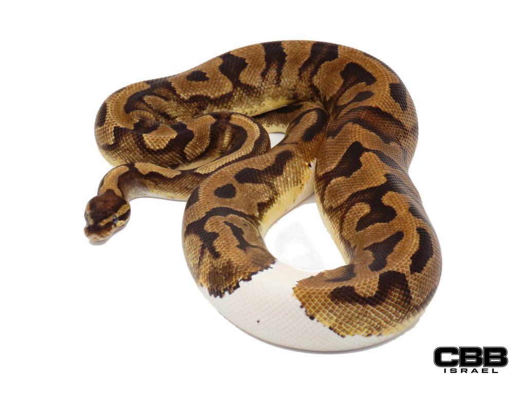 Enchi GeneX Piebald 0.1 - 20009F2